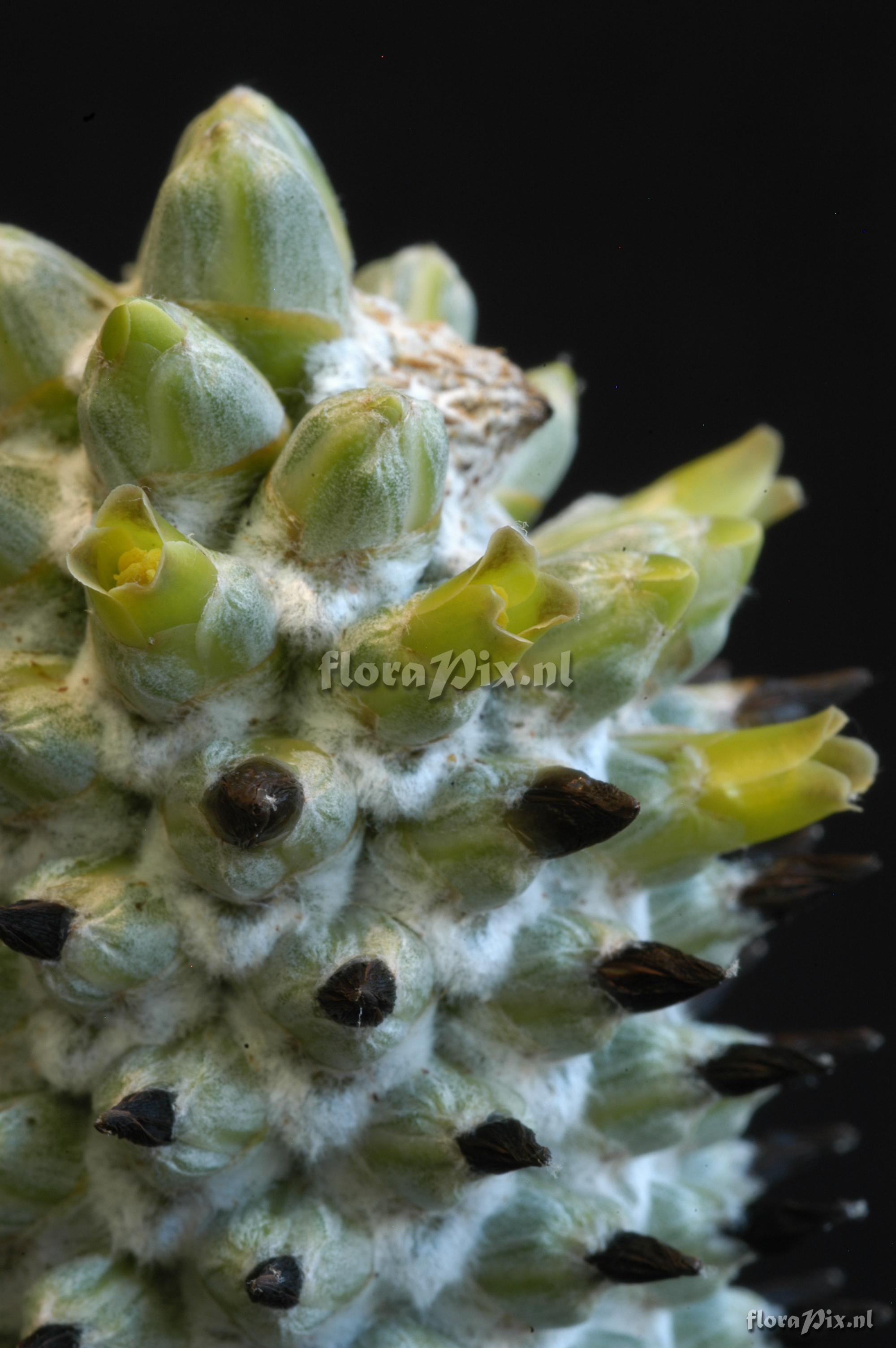 Aechmea bromeliifolia var. albobracteata