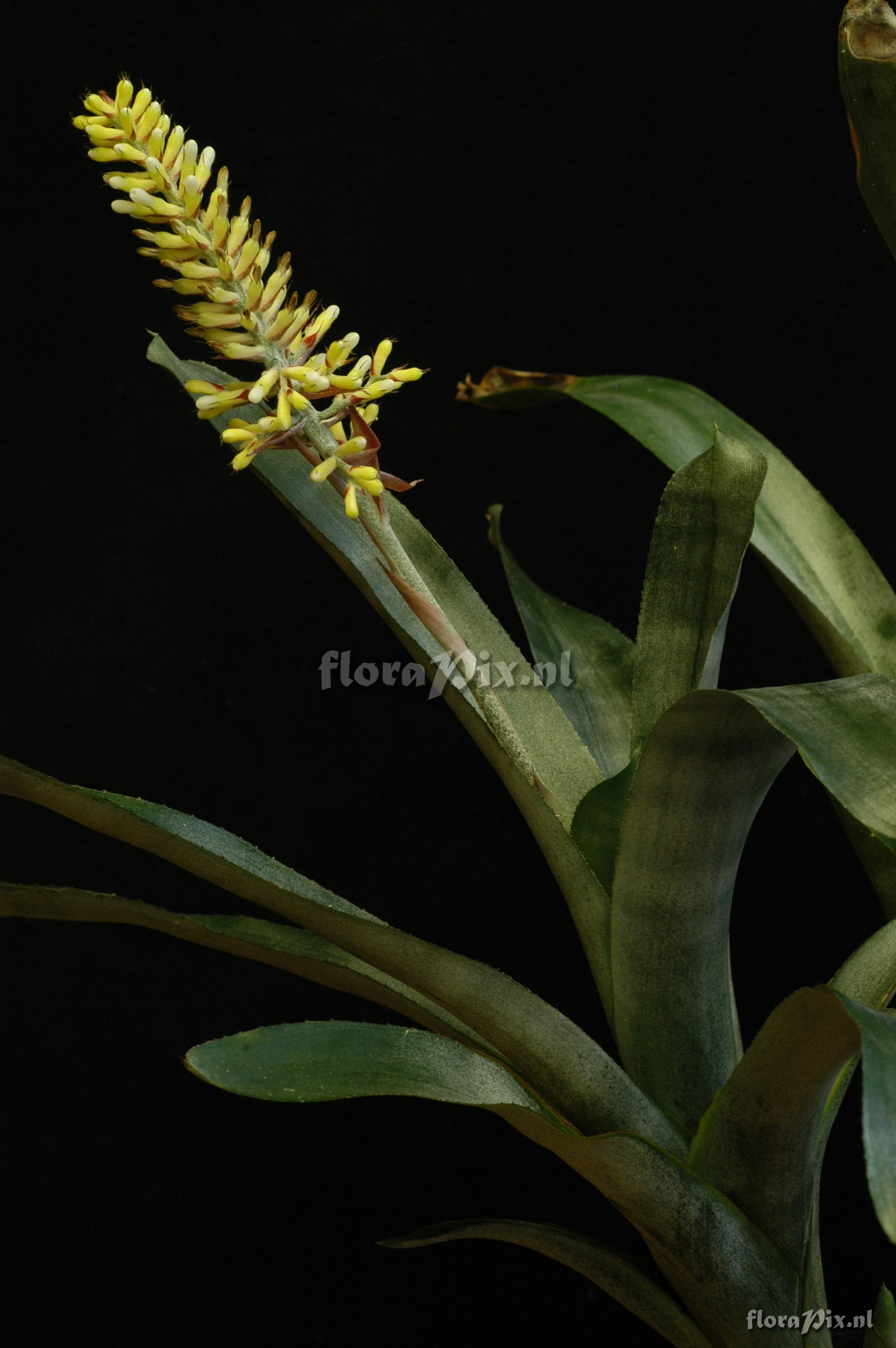 Aechmea caudata cf. f. albiflora