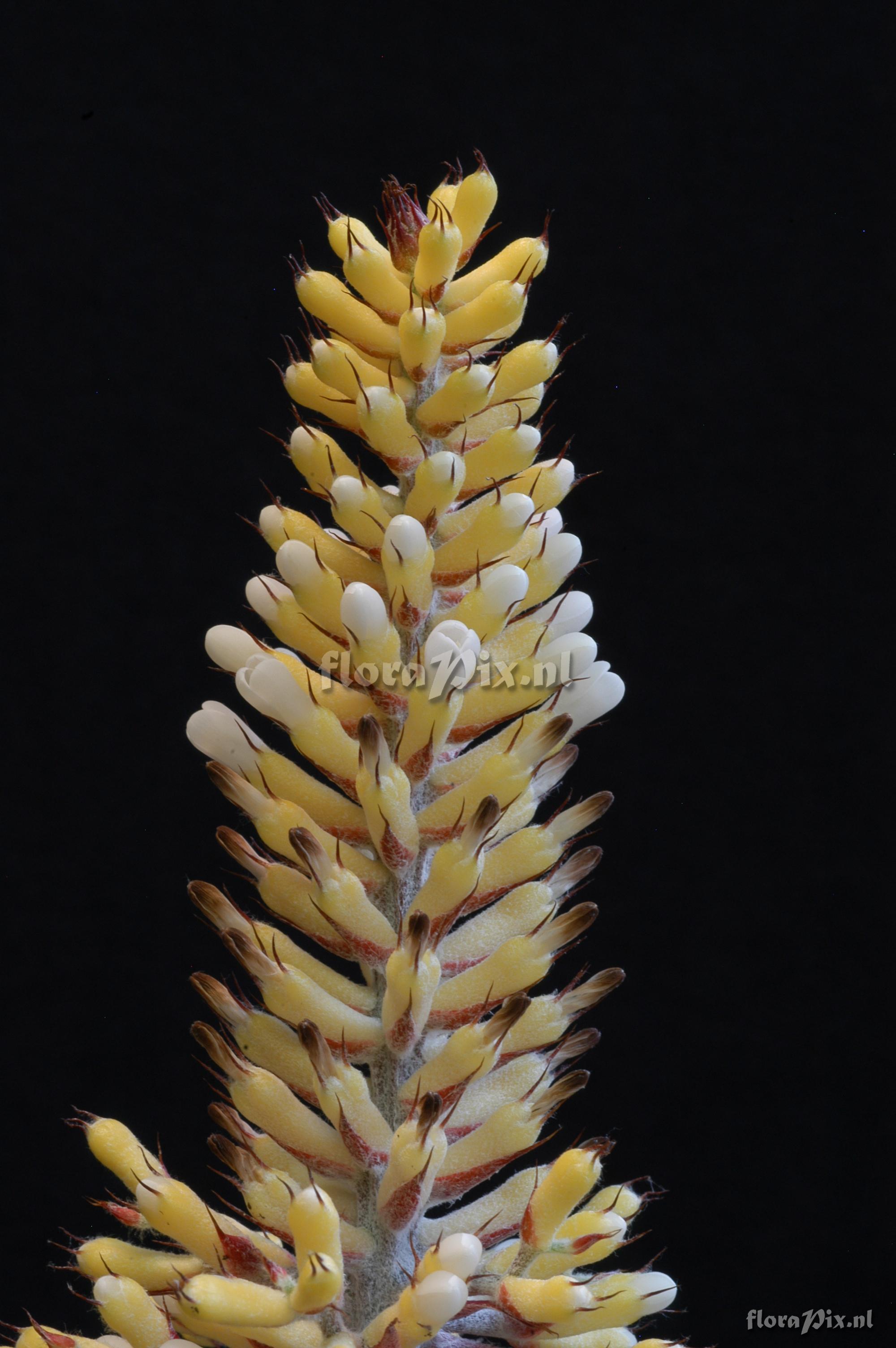 Aechmea caudata cf. f. albiflora