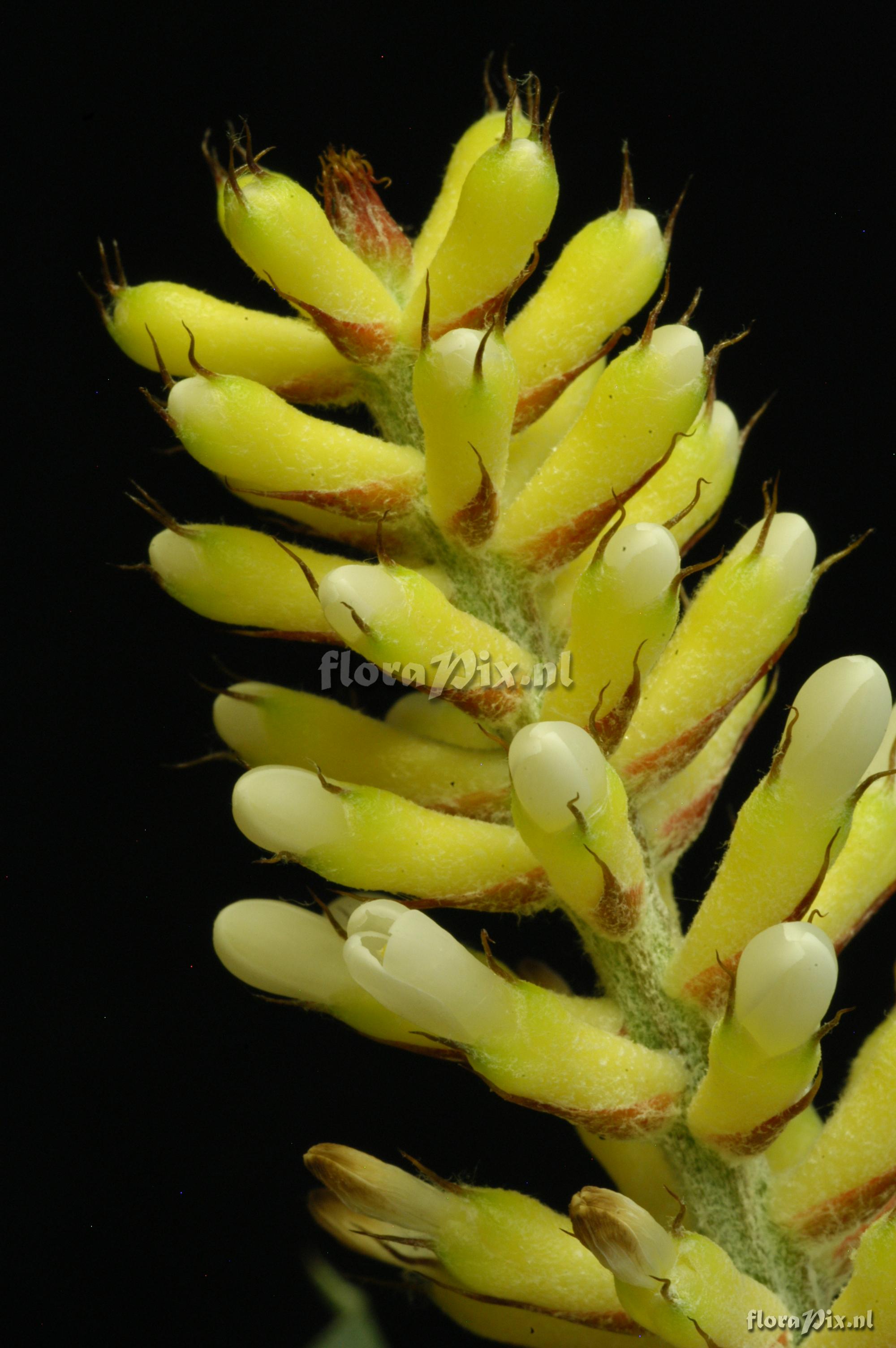 Aechmea caudata cf. f. albiflora