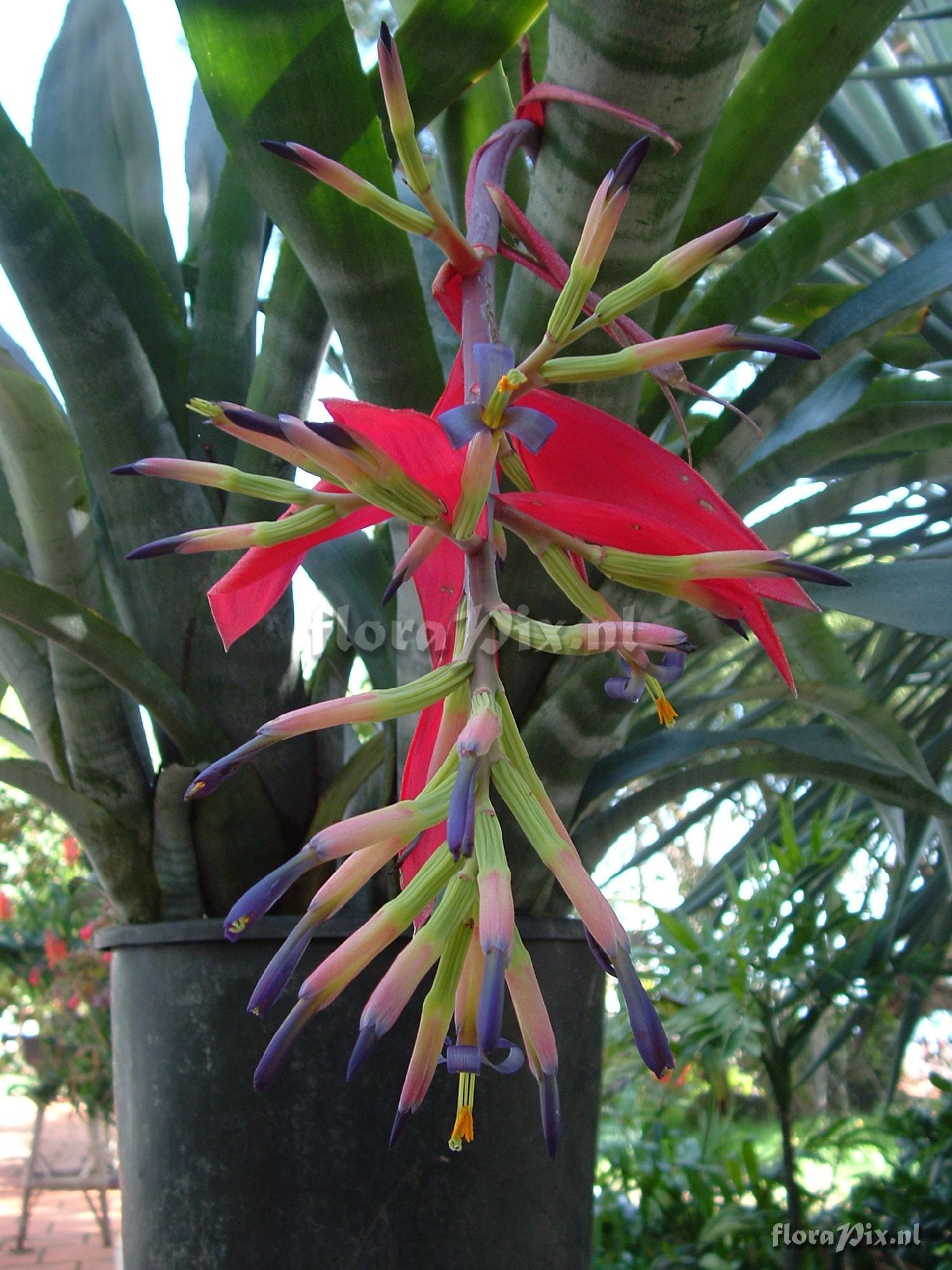 Billbergia buchholtzii