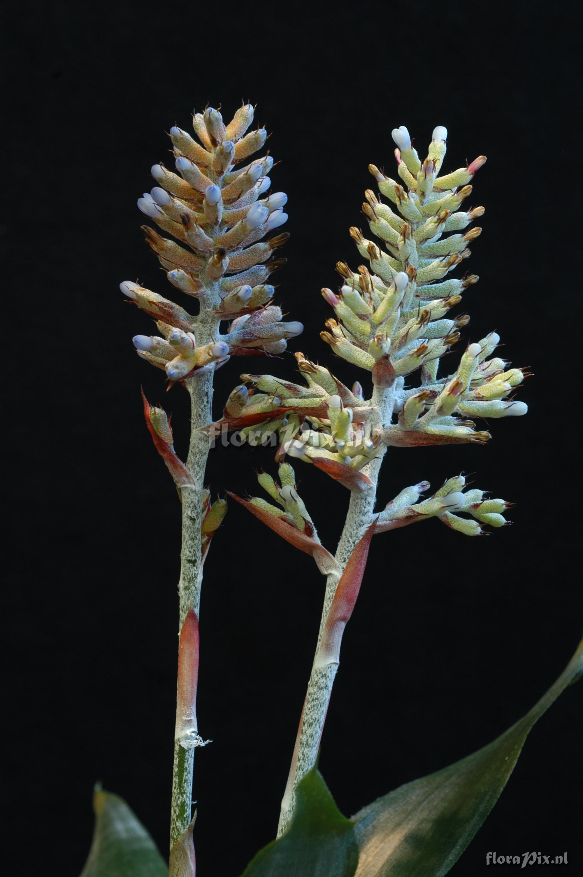 Aechmea coelestis var. coelestis 2006GR00646 left