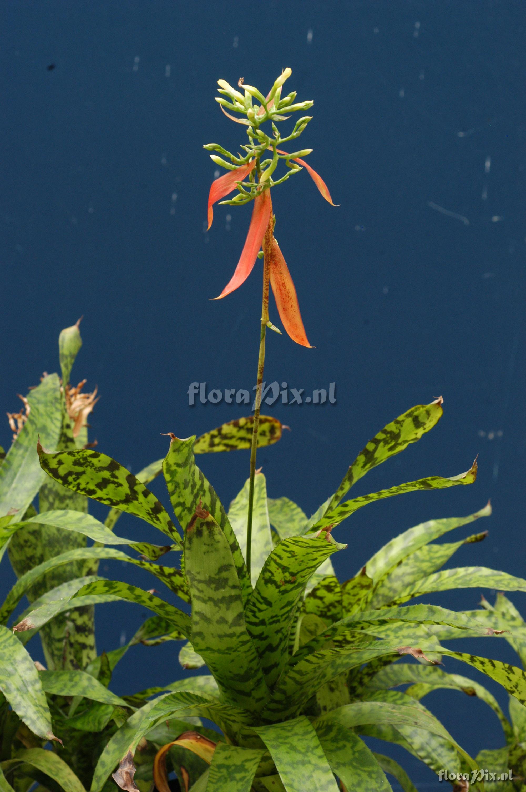 Aechmea correia-araujoi