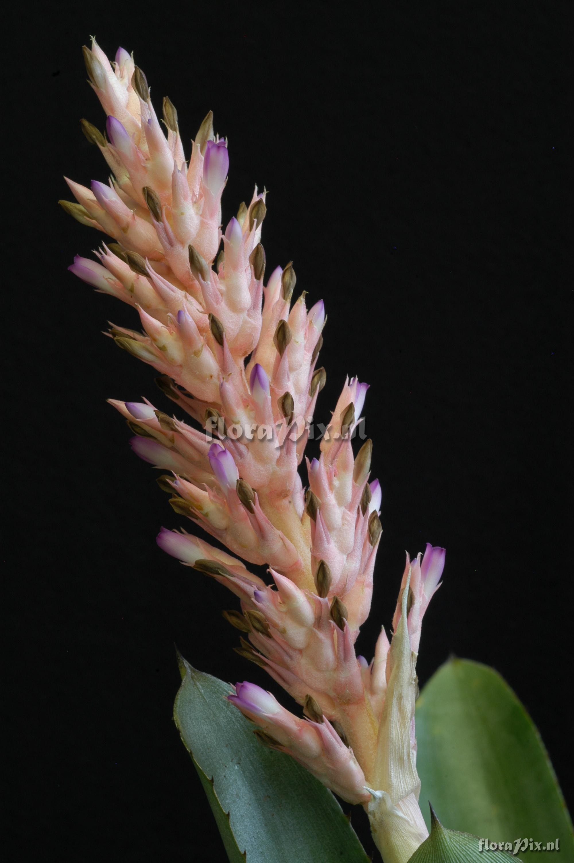 Aechmea distichantha var. schlumbergeri