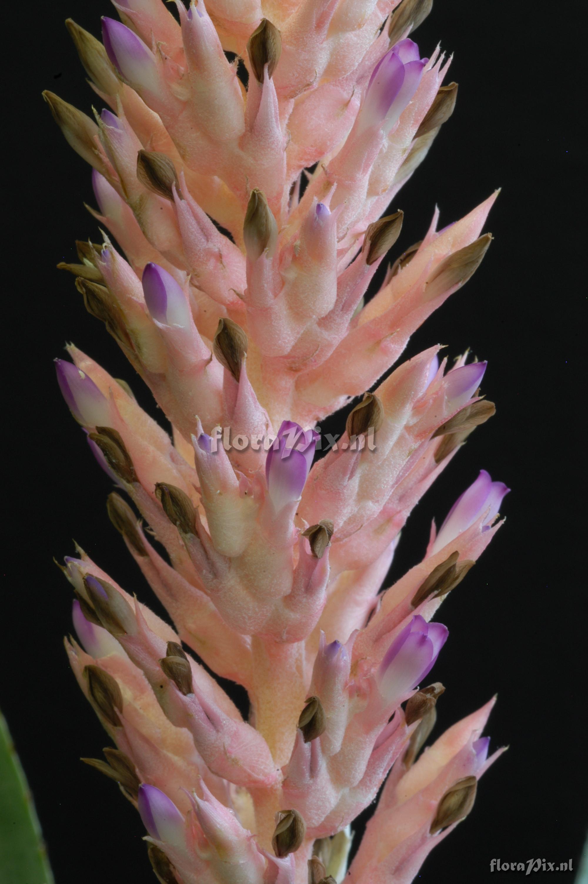 Aechmea distichantha var. schlumbergeri