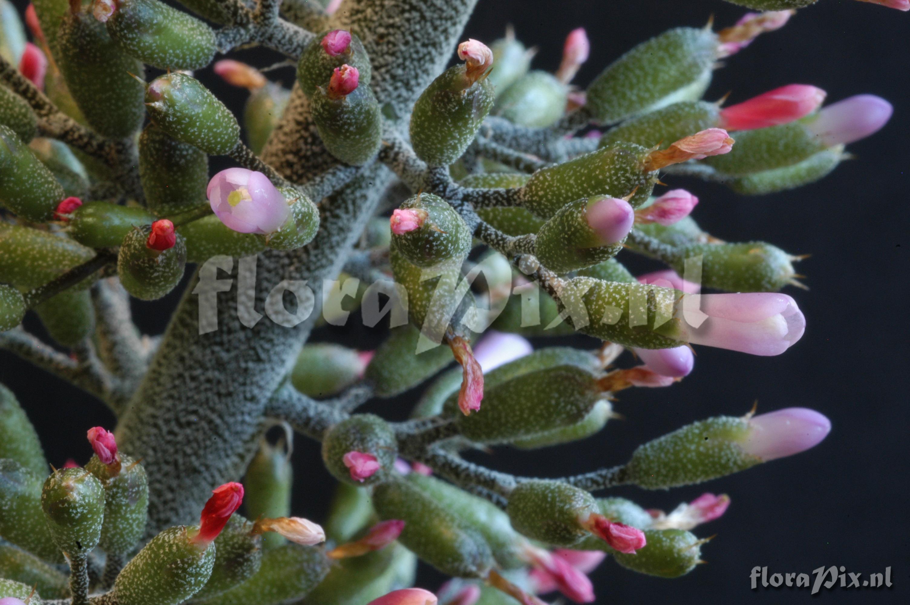 Aechmea lueddemanniana