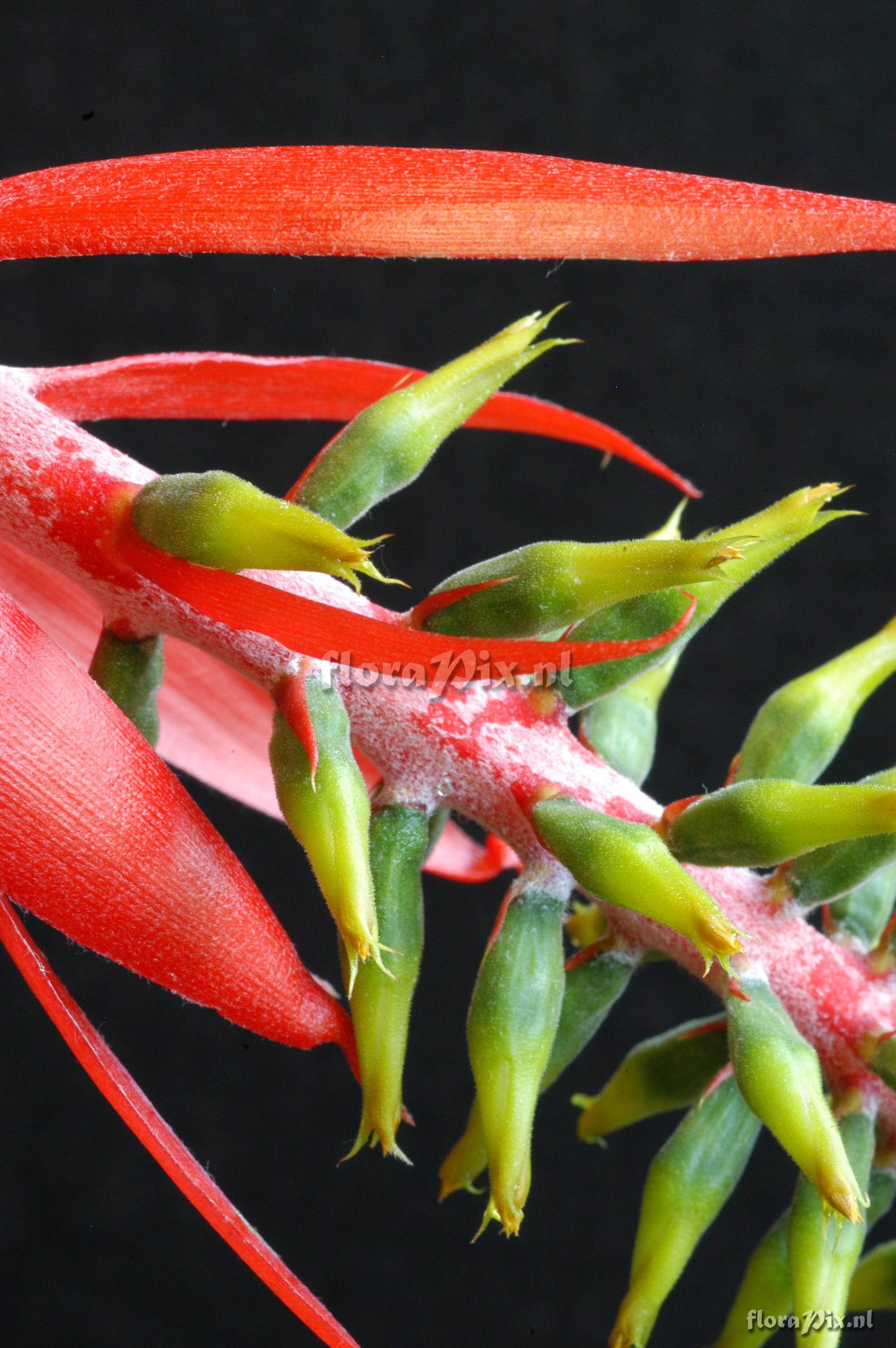 Aechmea nudicaulis var. cuspidata