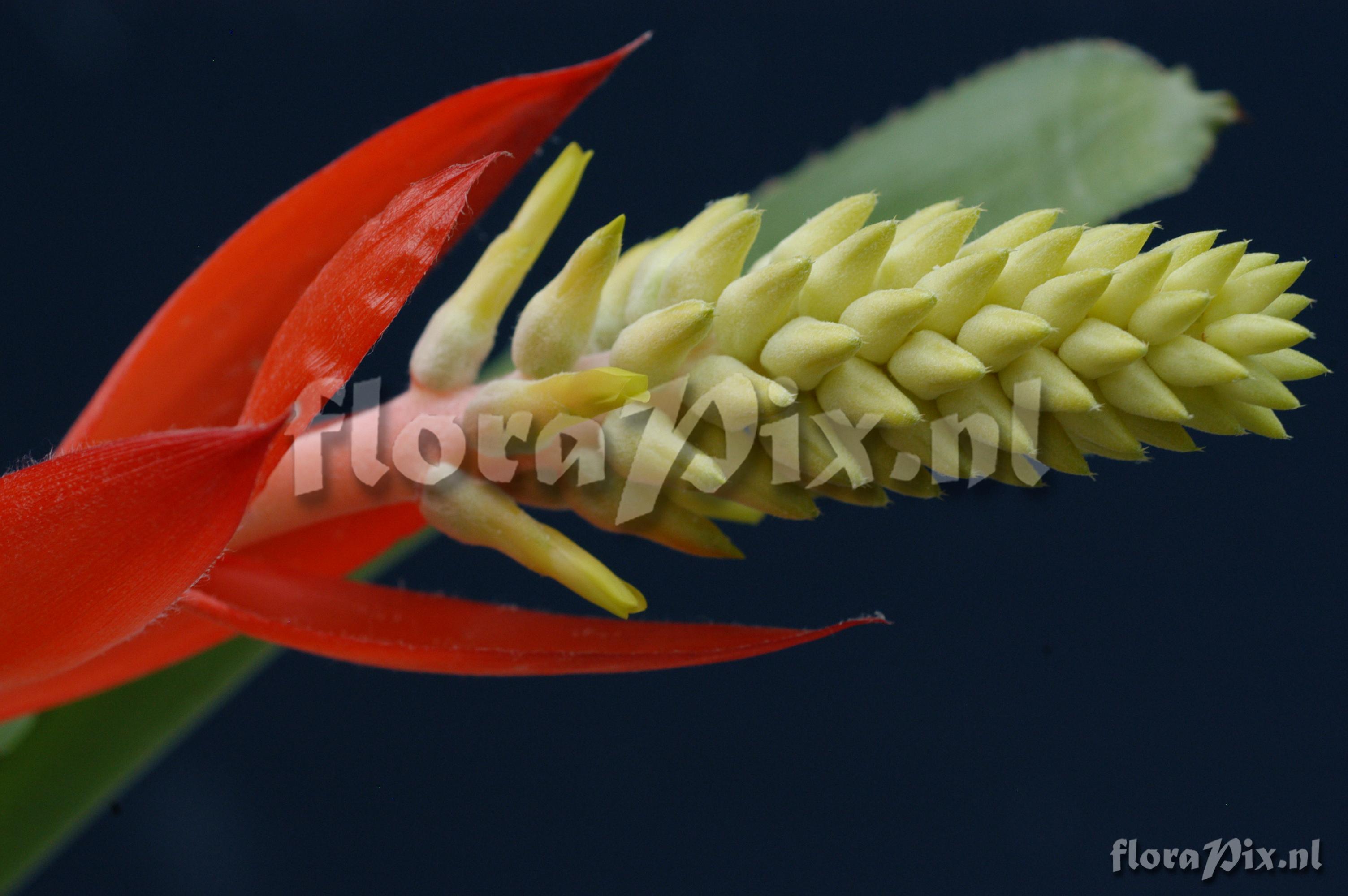 Aechmea nudicaulis var. nudicaulis