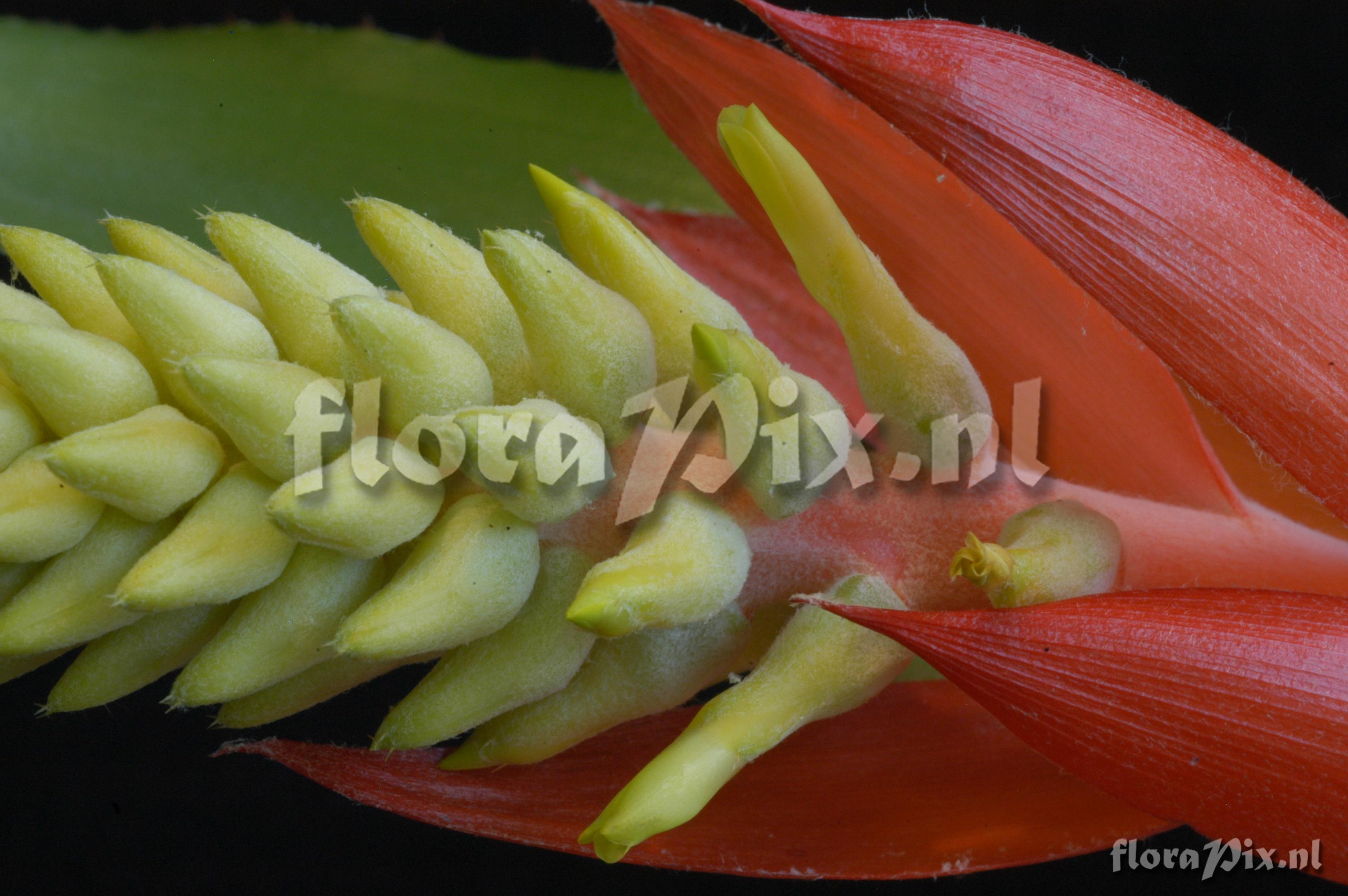 Aechmea nudicaulis var. nudicaulis