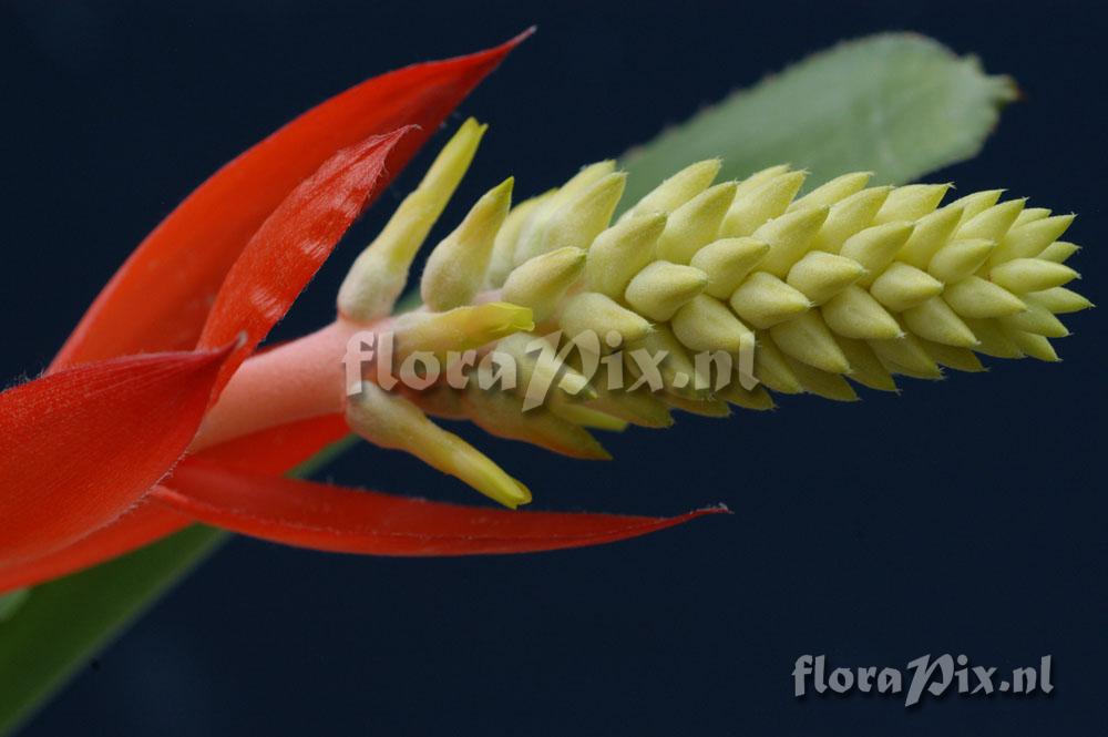 Aechmea nudicaulis