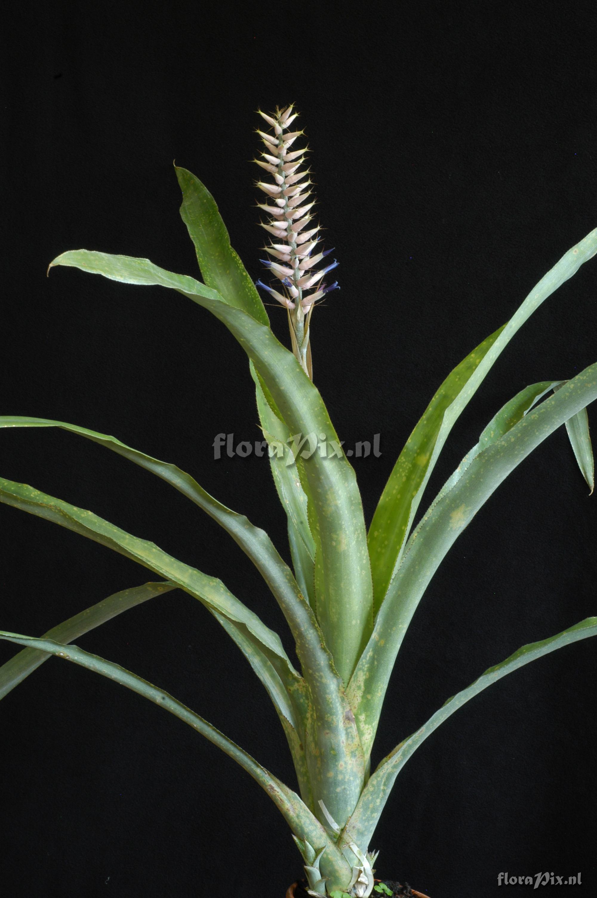 Aechmea weberbaueri