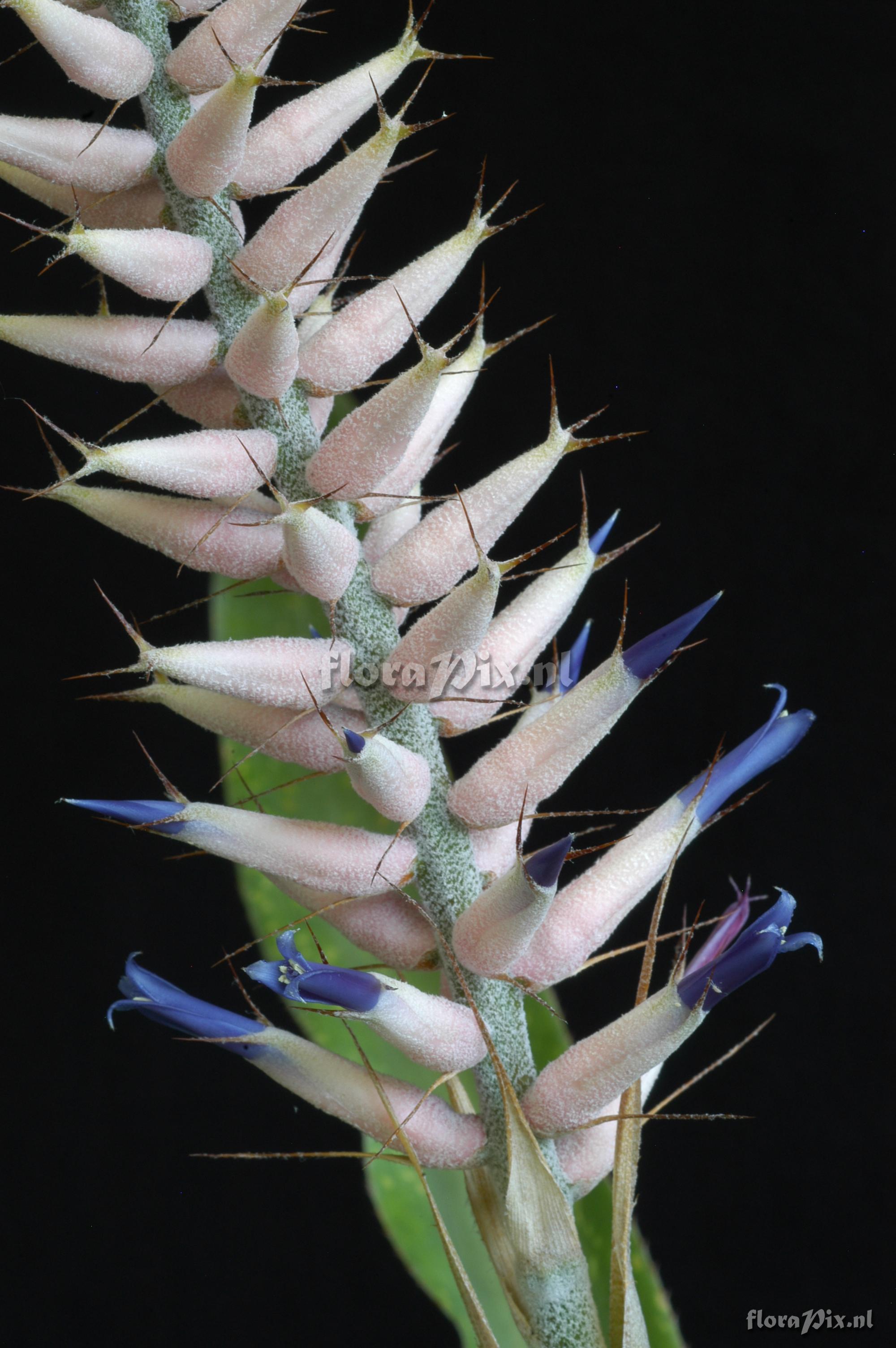 Aechmea weberbaueri