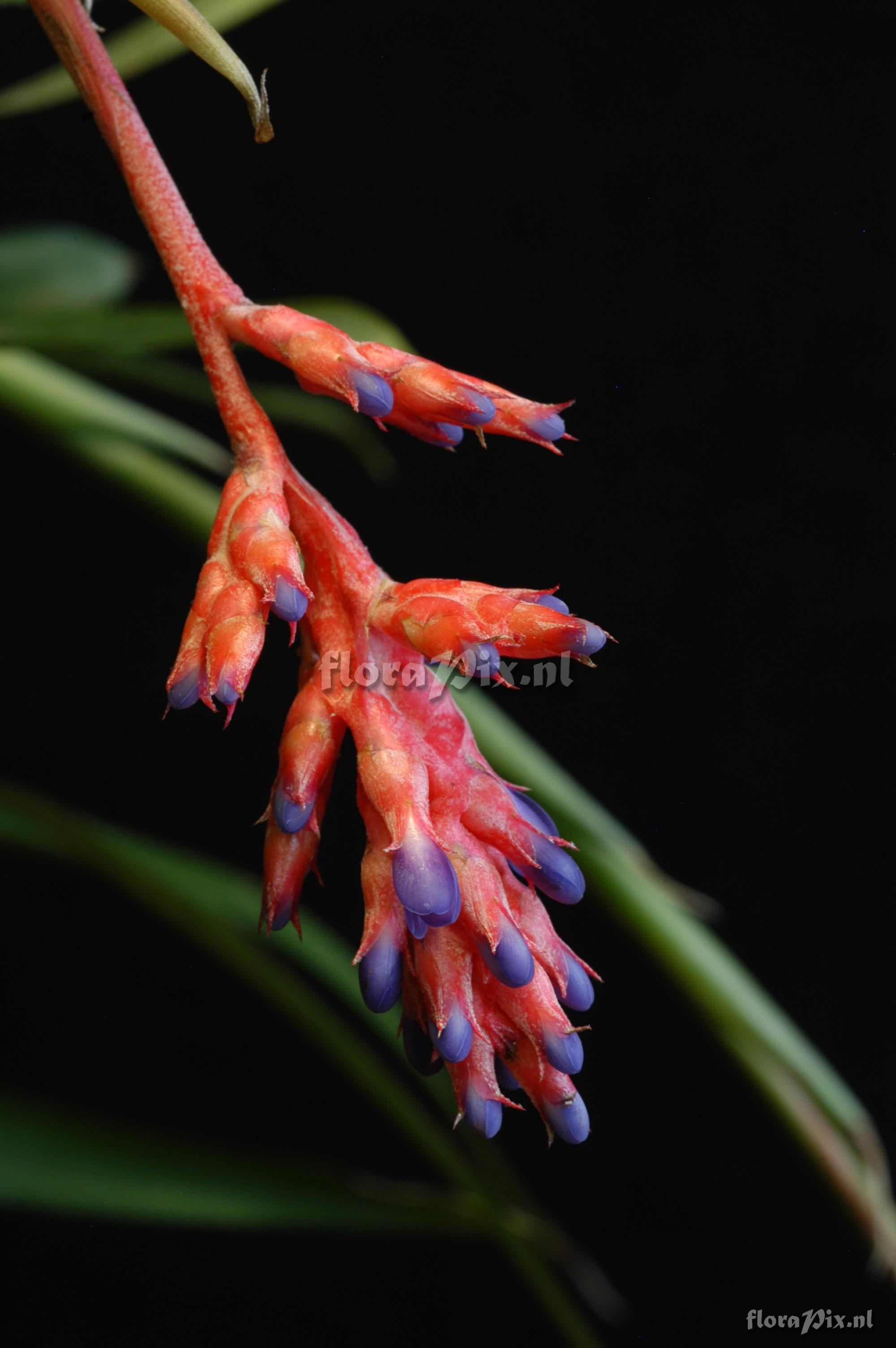 Aechmea wittmackiana