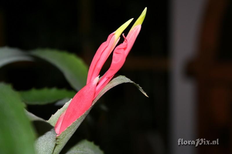 Billbergia leptopoda stamper