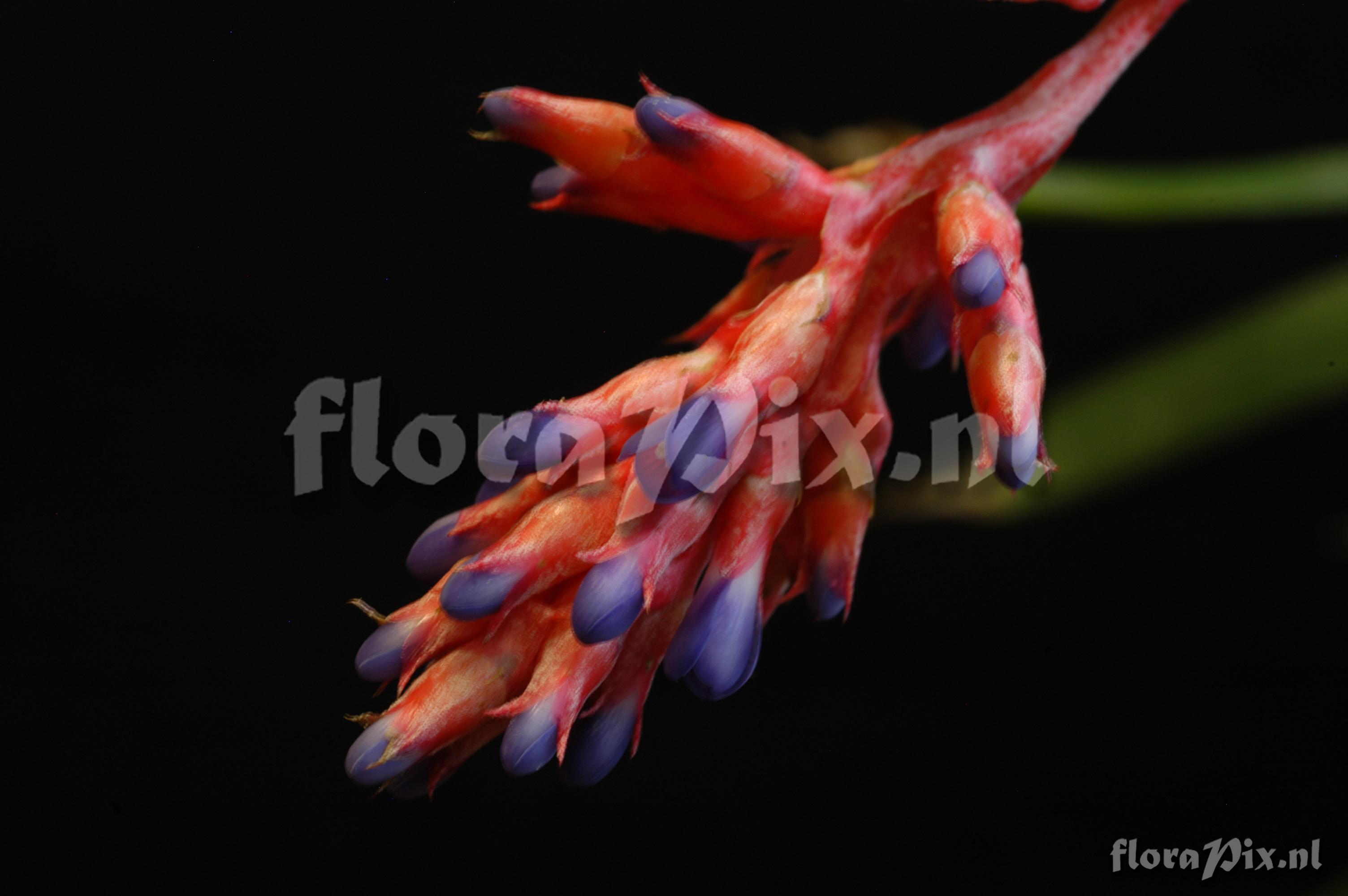 Aechmea wittmackiana