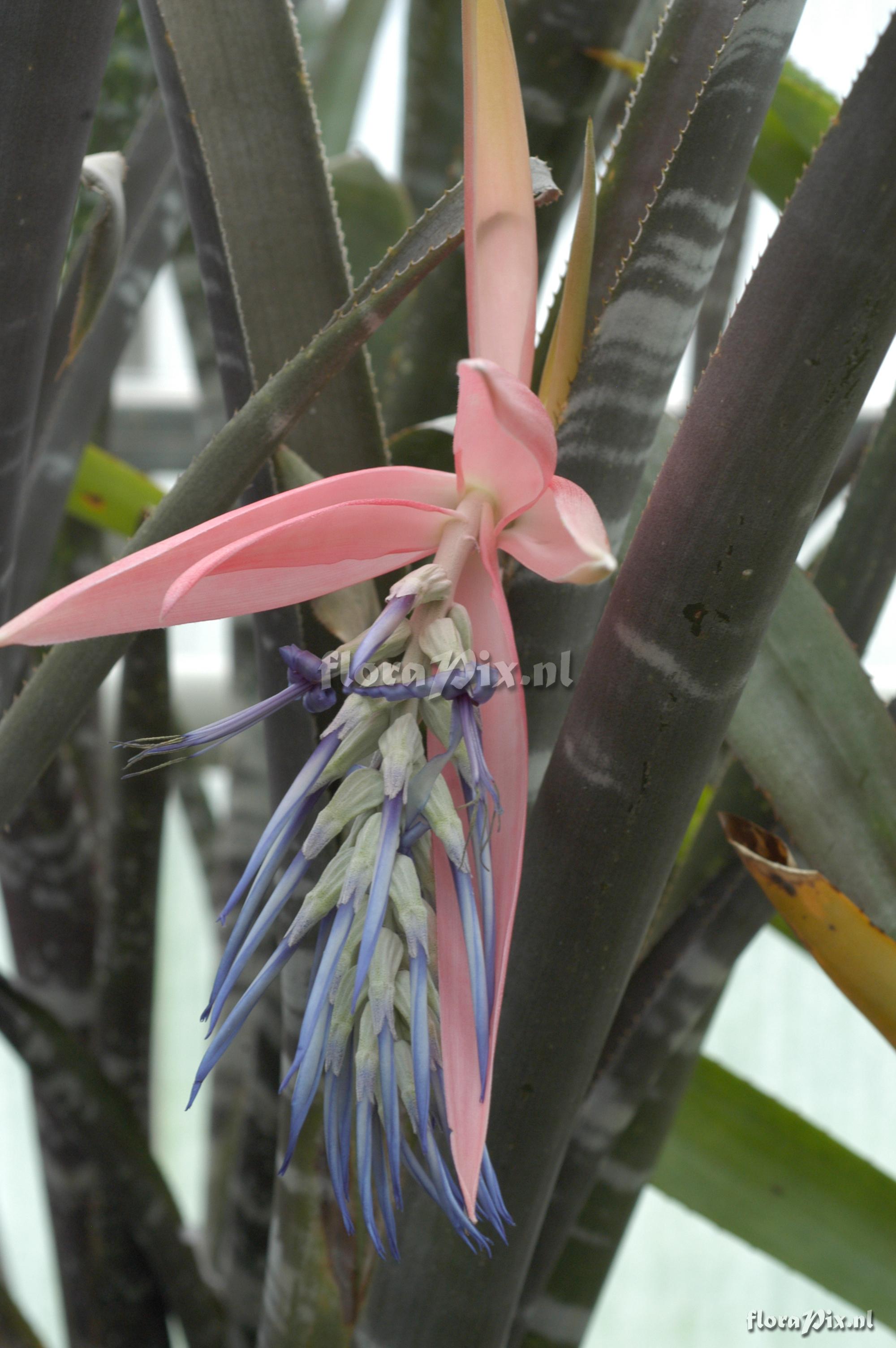 Billbergia aff. velascana