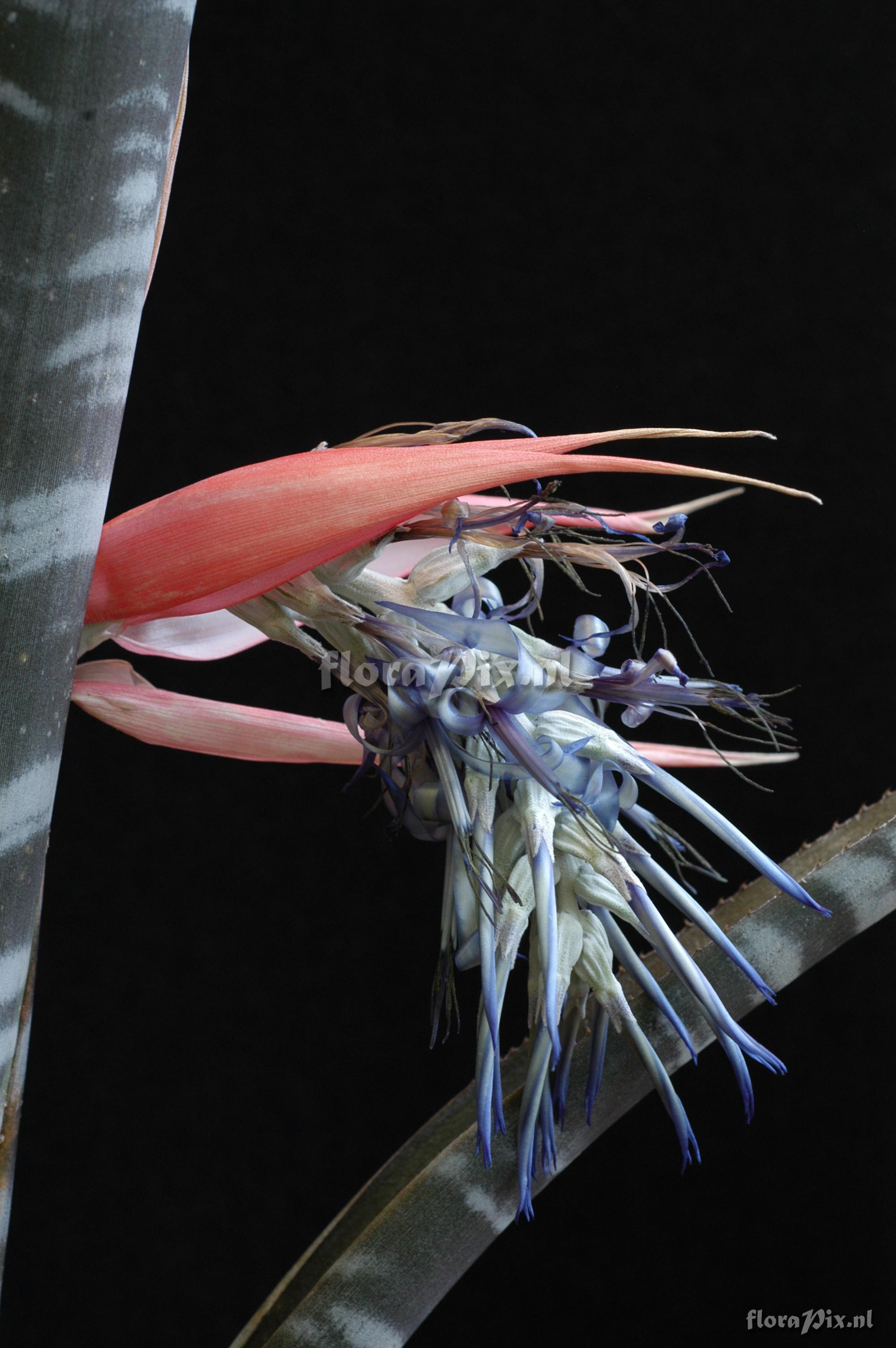 Billbergia aff. velascana