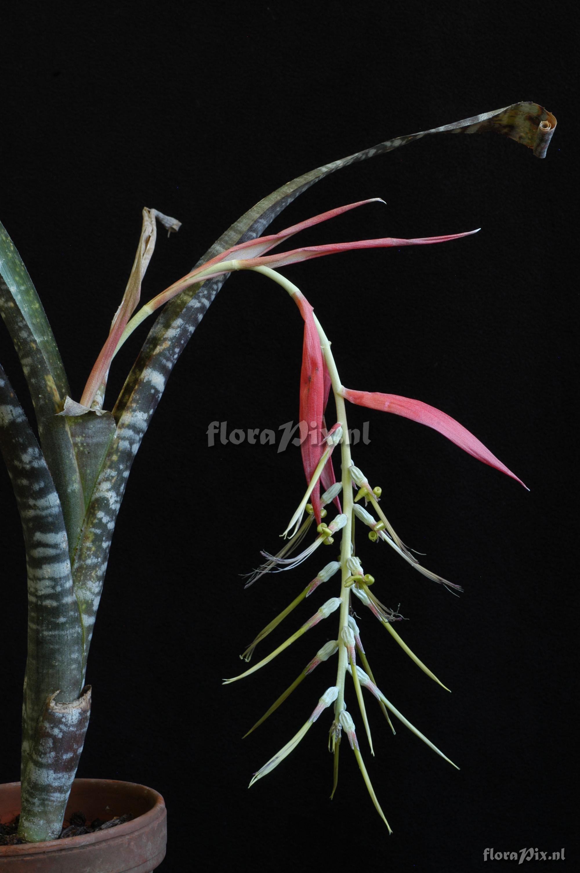 Billbergia violacea