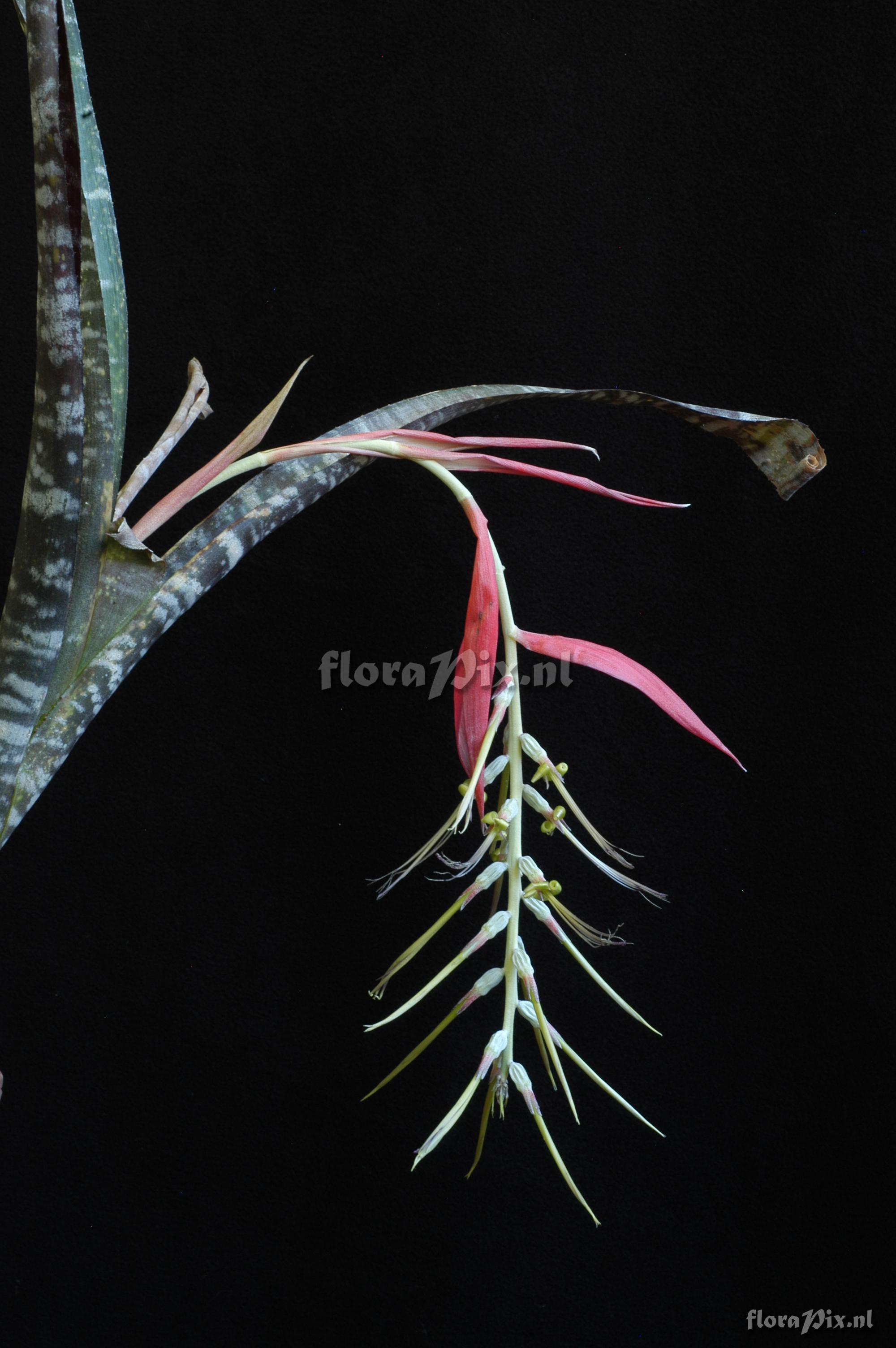 Billbergia violacea