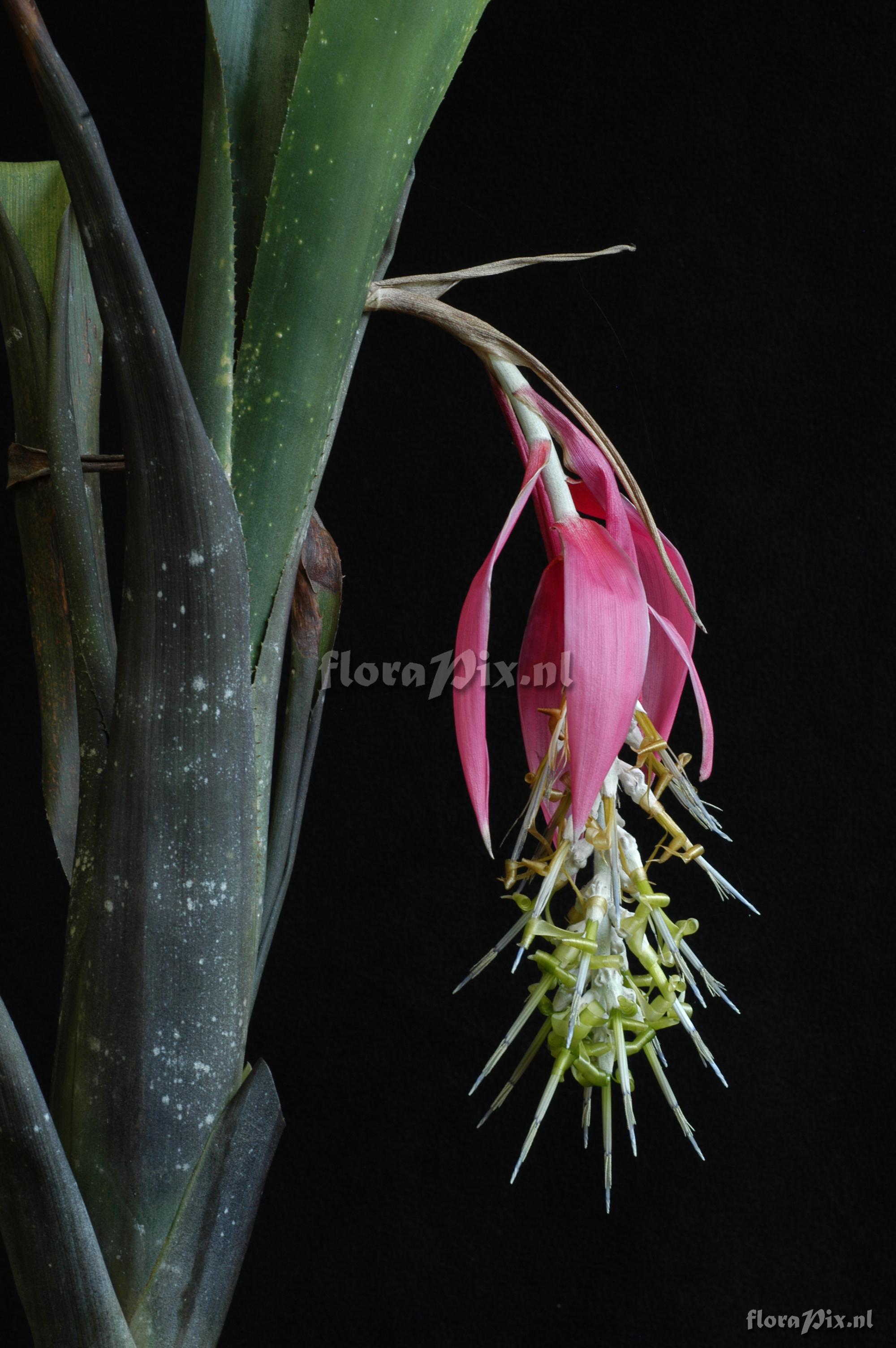 Billbergia zebrina