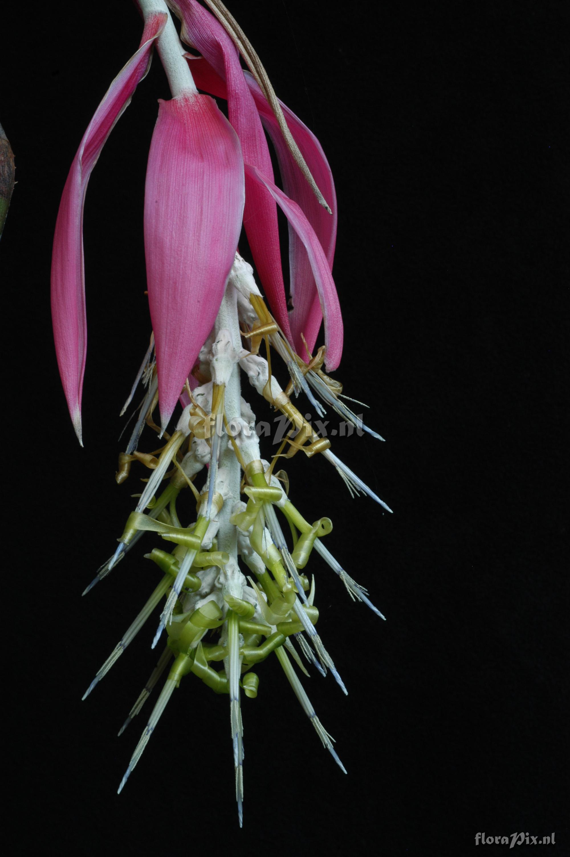 Billbergia zebrina