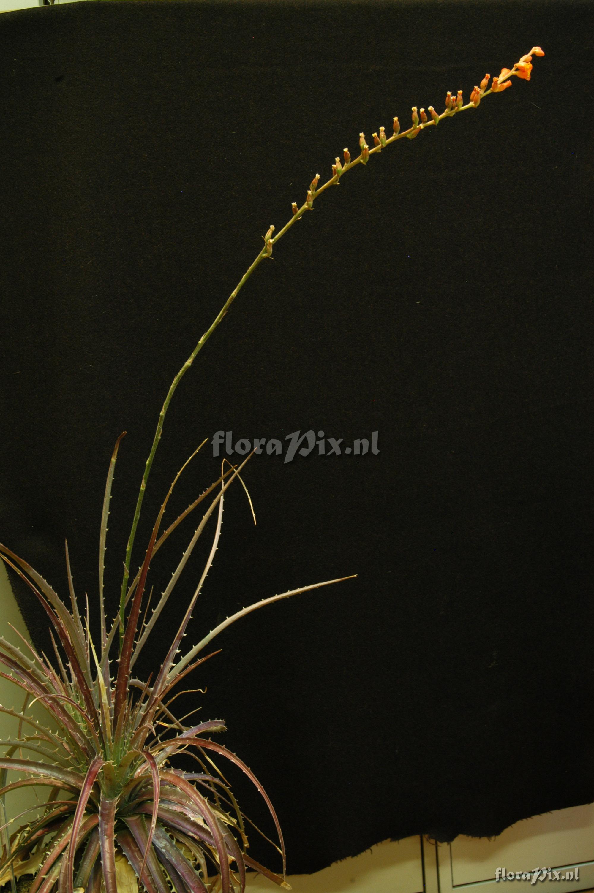 Dyckia milagrensis