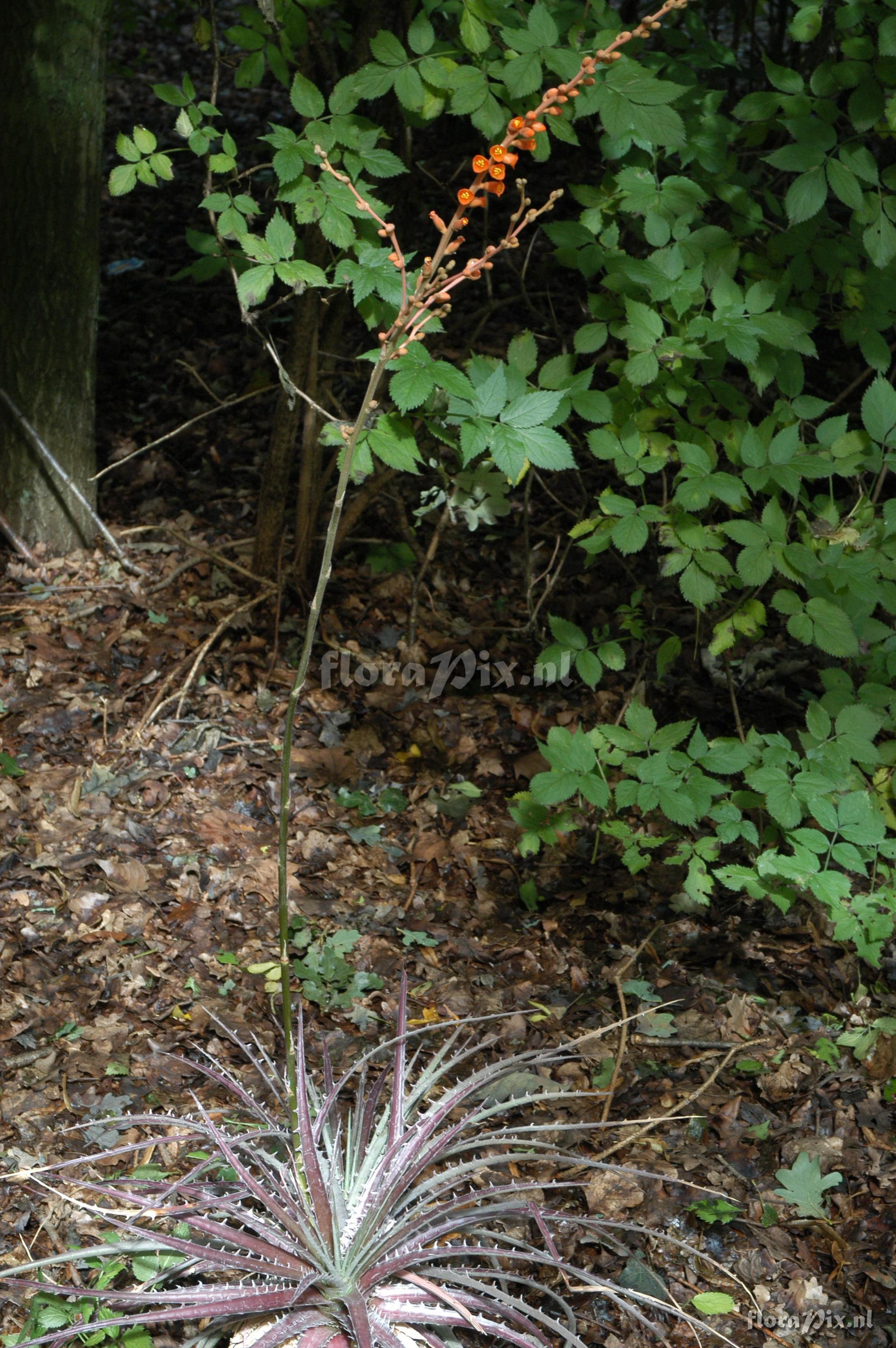 Dyckia aff. elongata