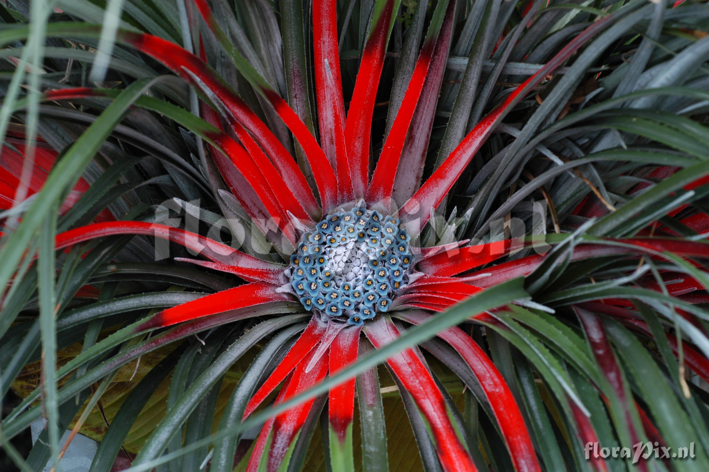 Fascicularia bicolor