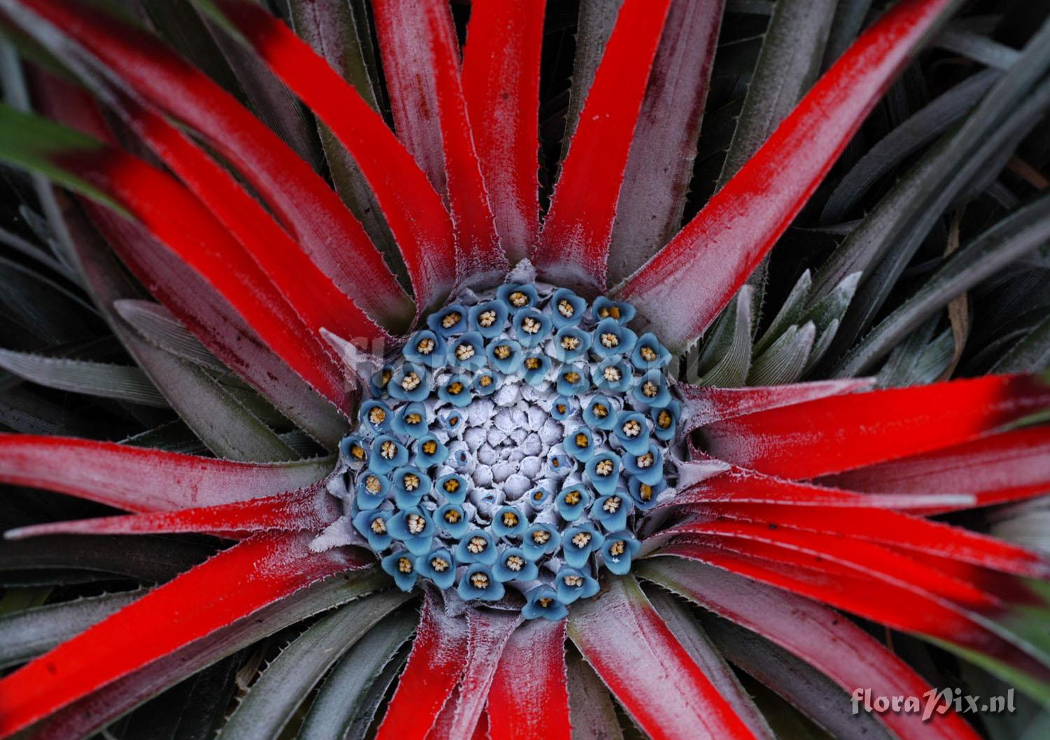 Tillandsia chiapensis EG263