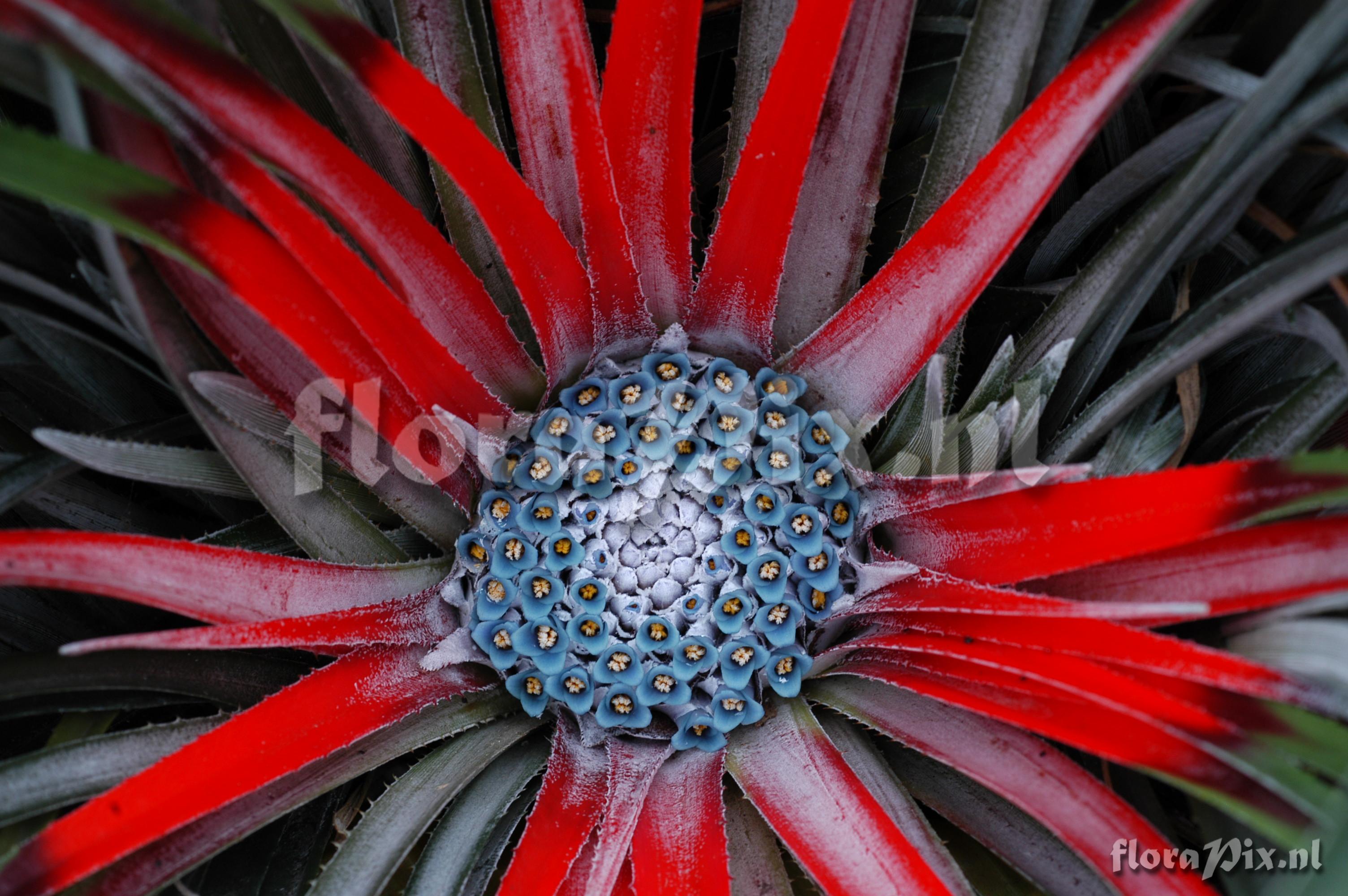 Fascicularia bicolor