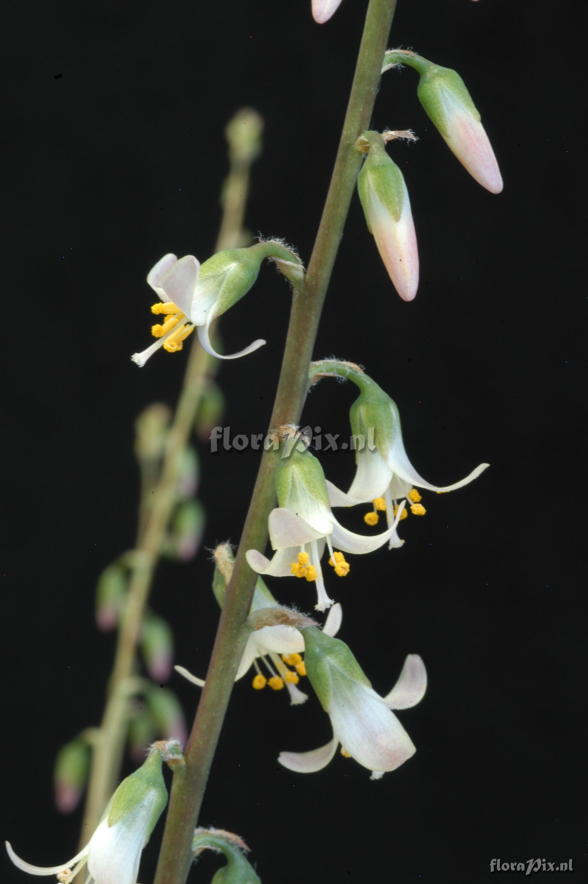 Fosterella penduliflora