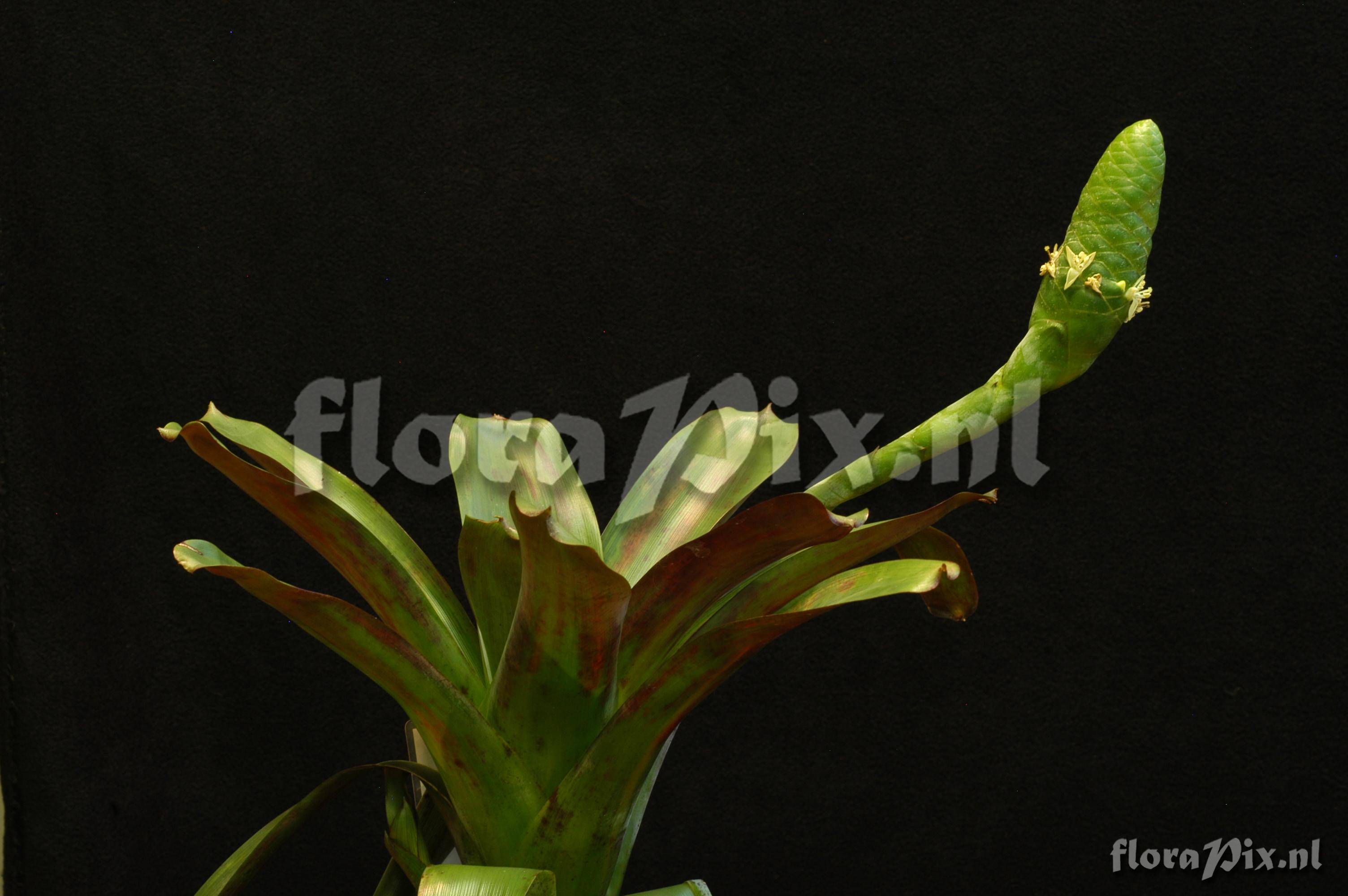 Guzmania retusa