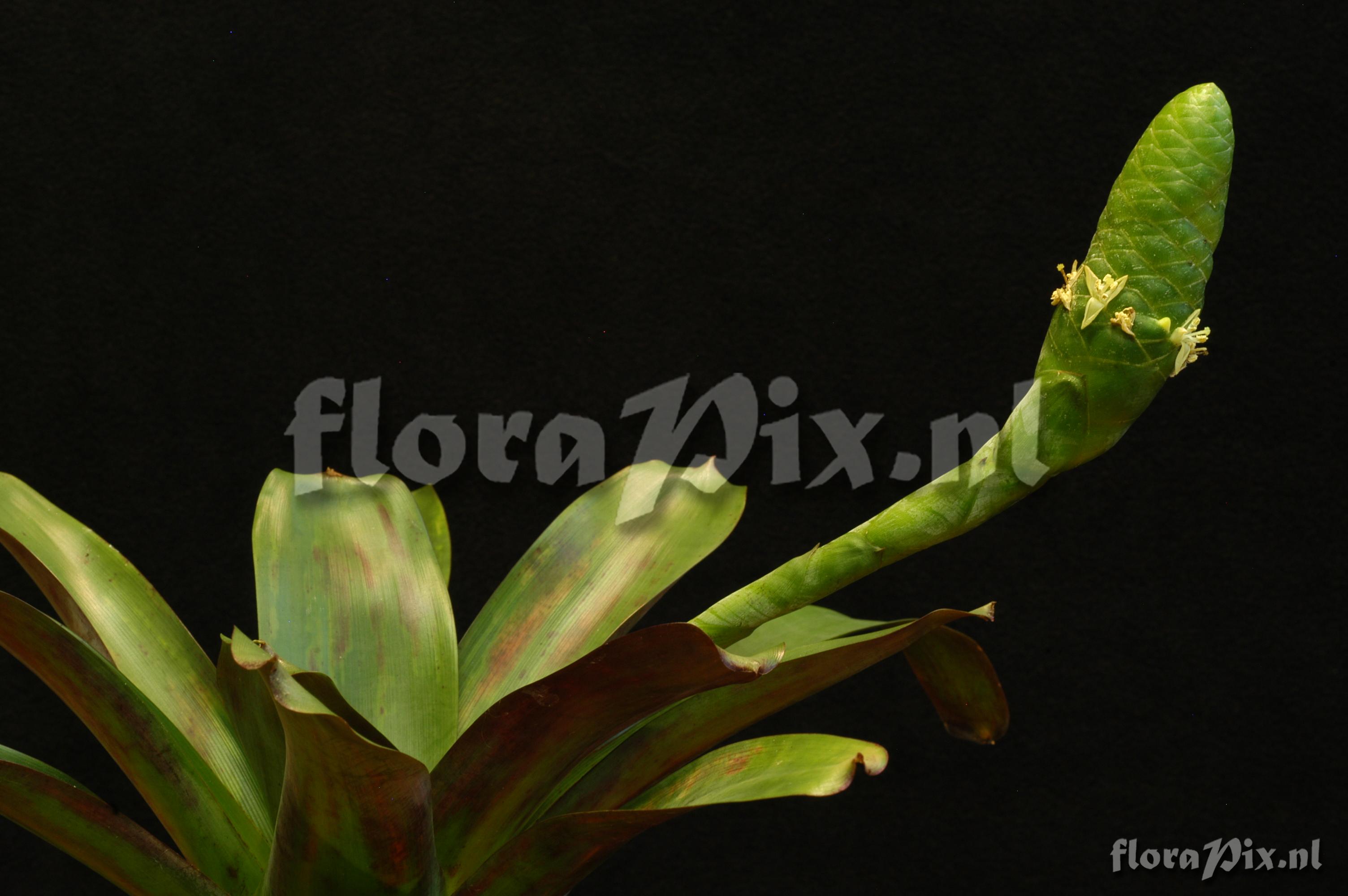 Guzmania retusa