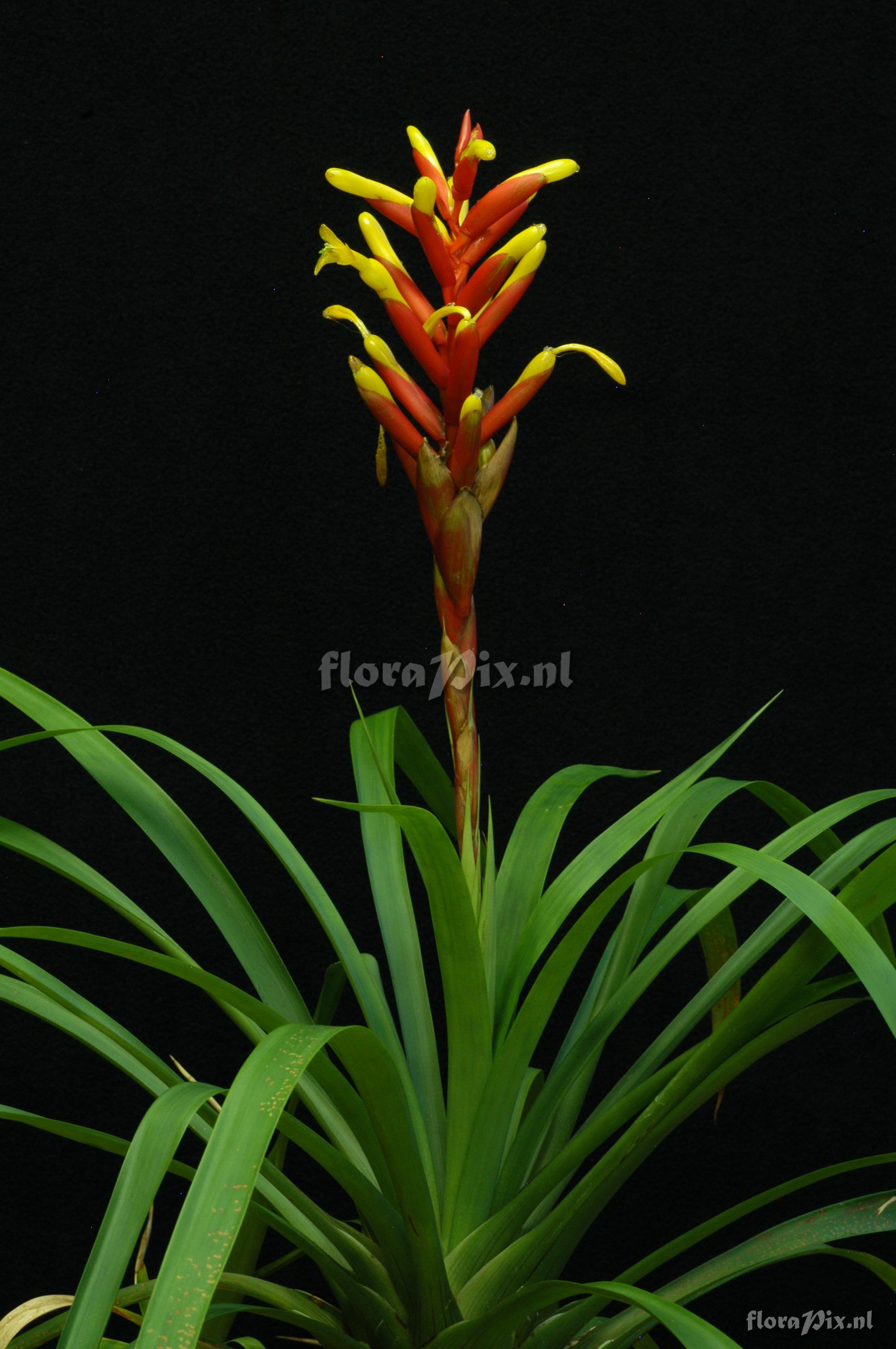 Guzmania sprucei x