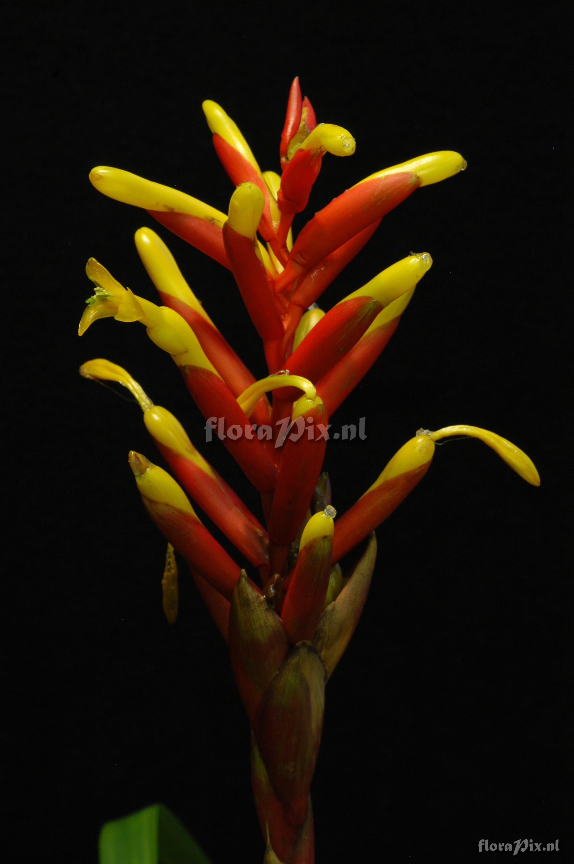 Guzmania sprucei x