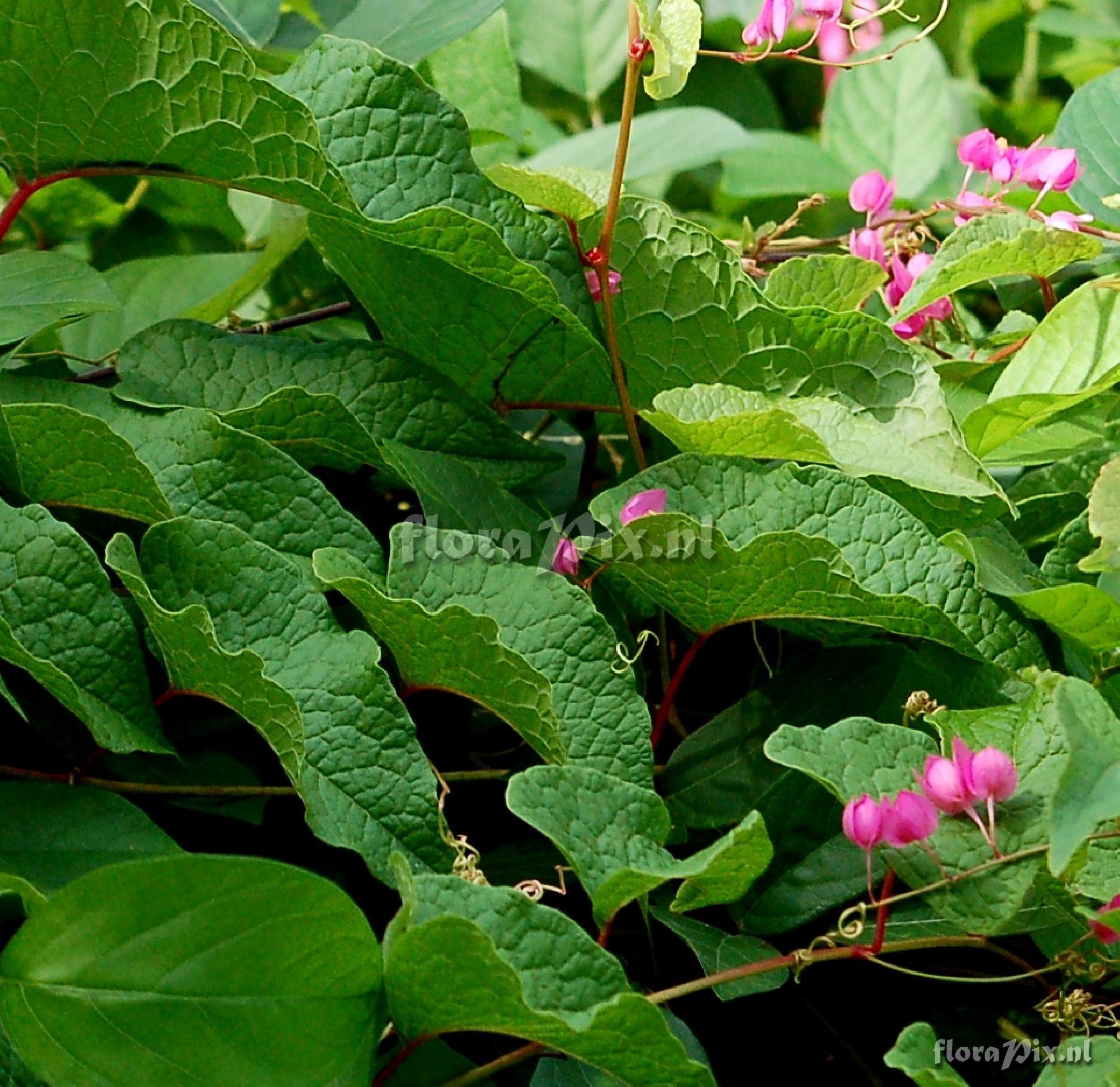 Antigonon sp. Polygonaceae