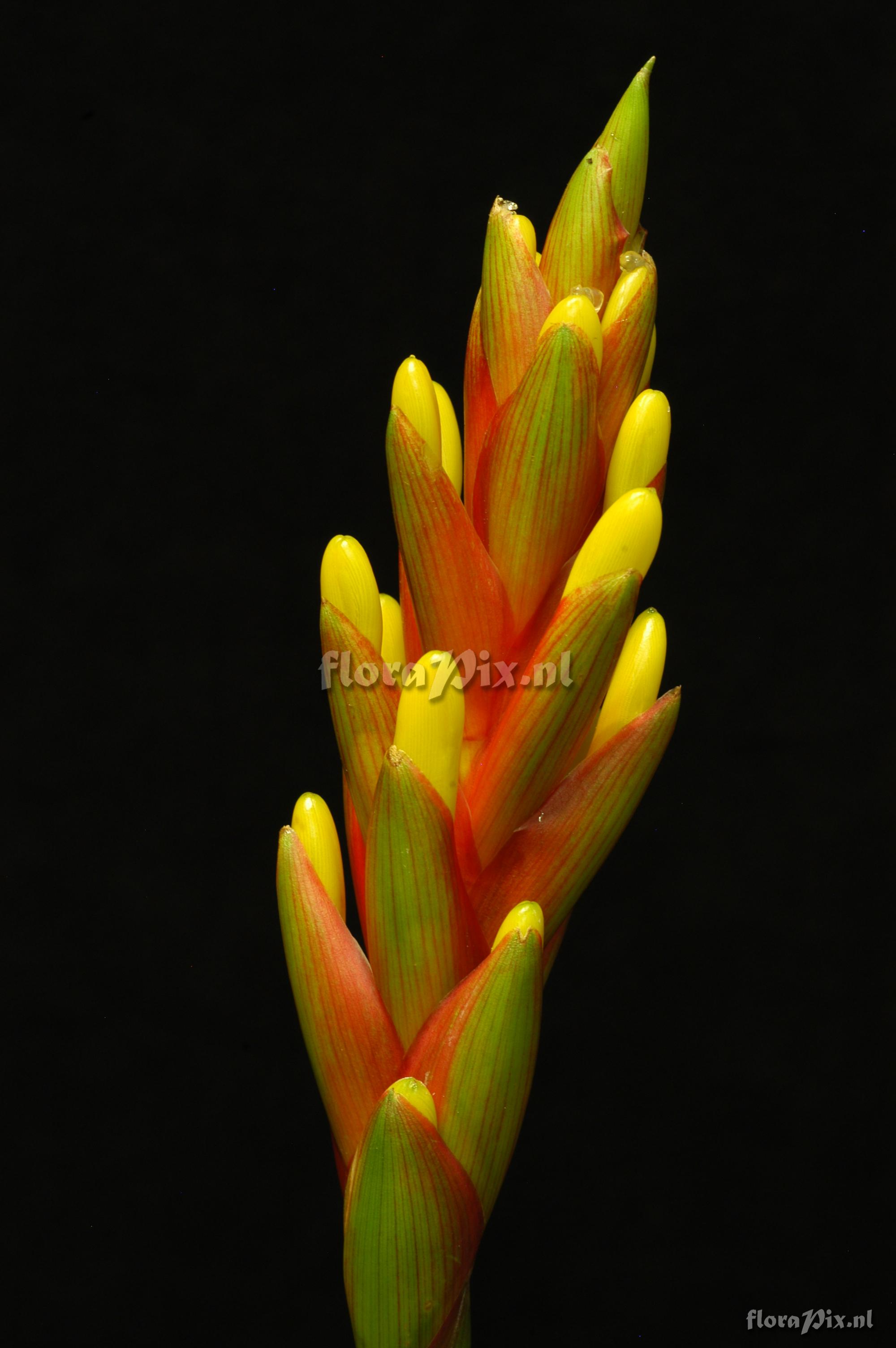 Guzmania sprucei x