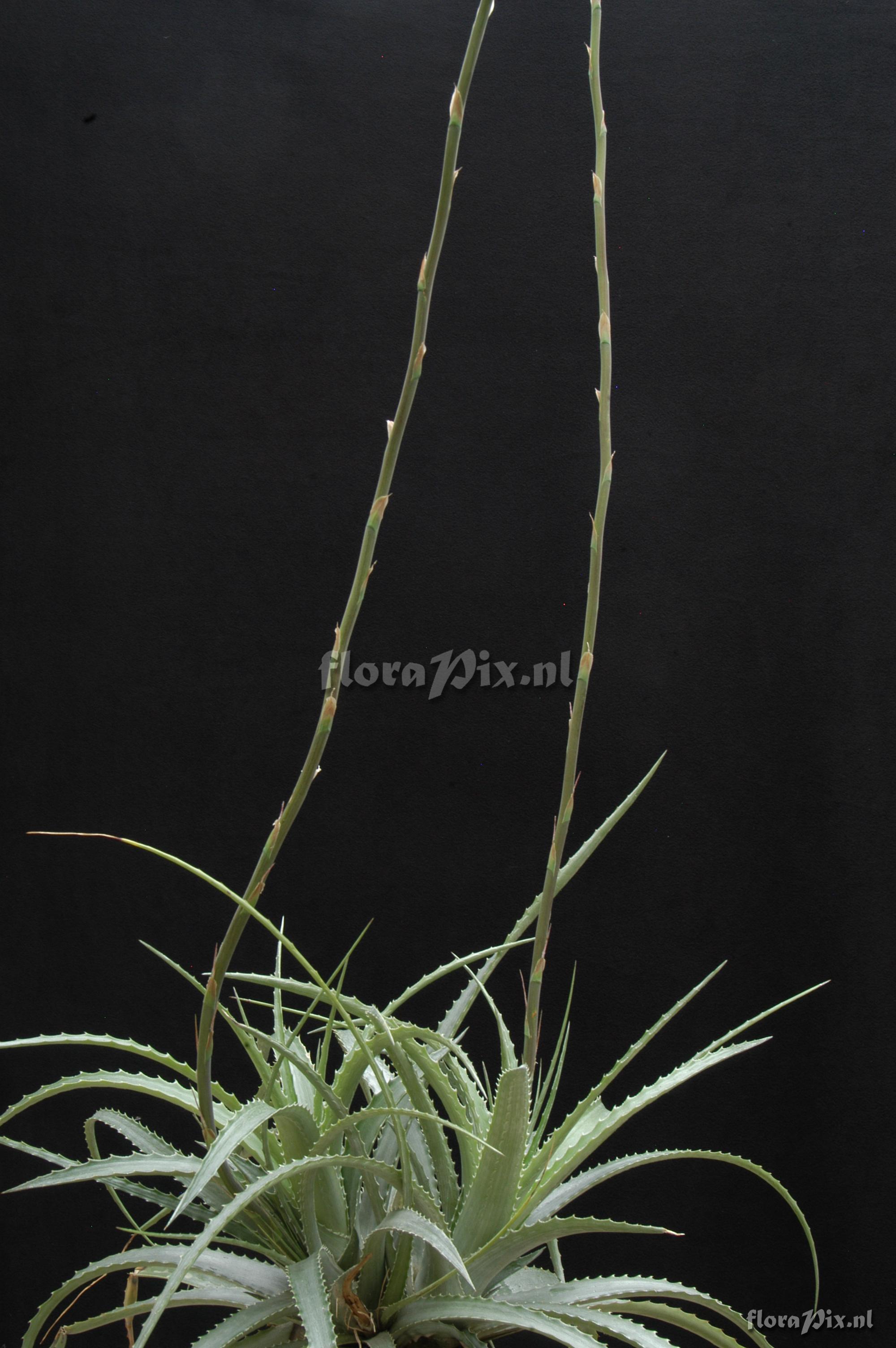 Hechtia carlsoniae