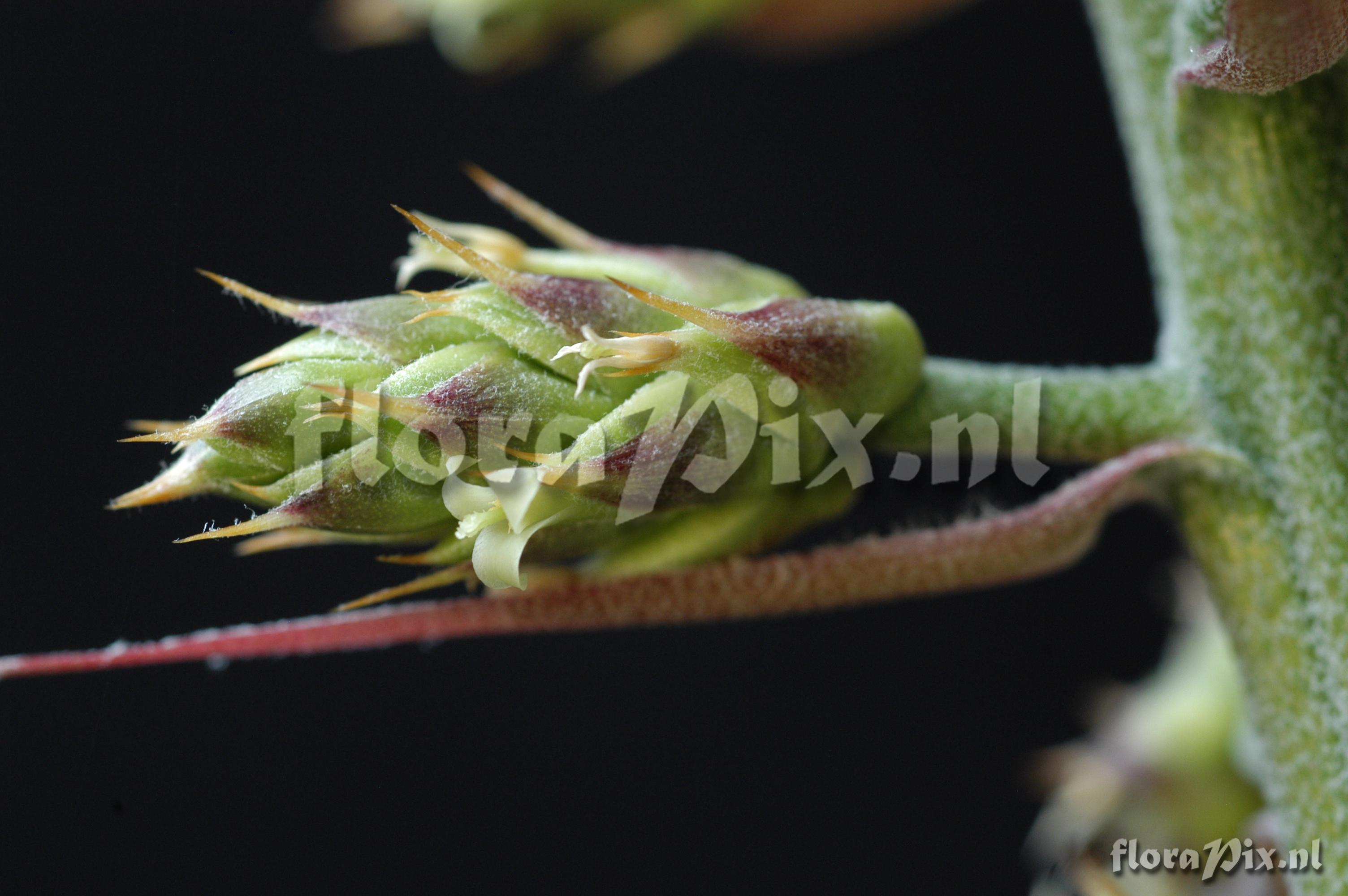 Hohenbergia penduliflora