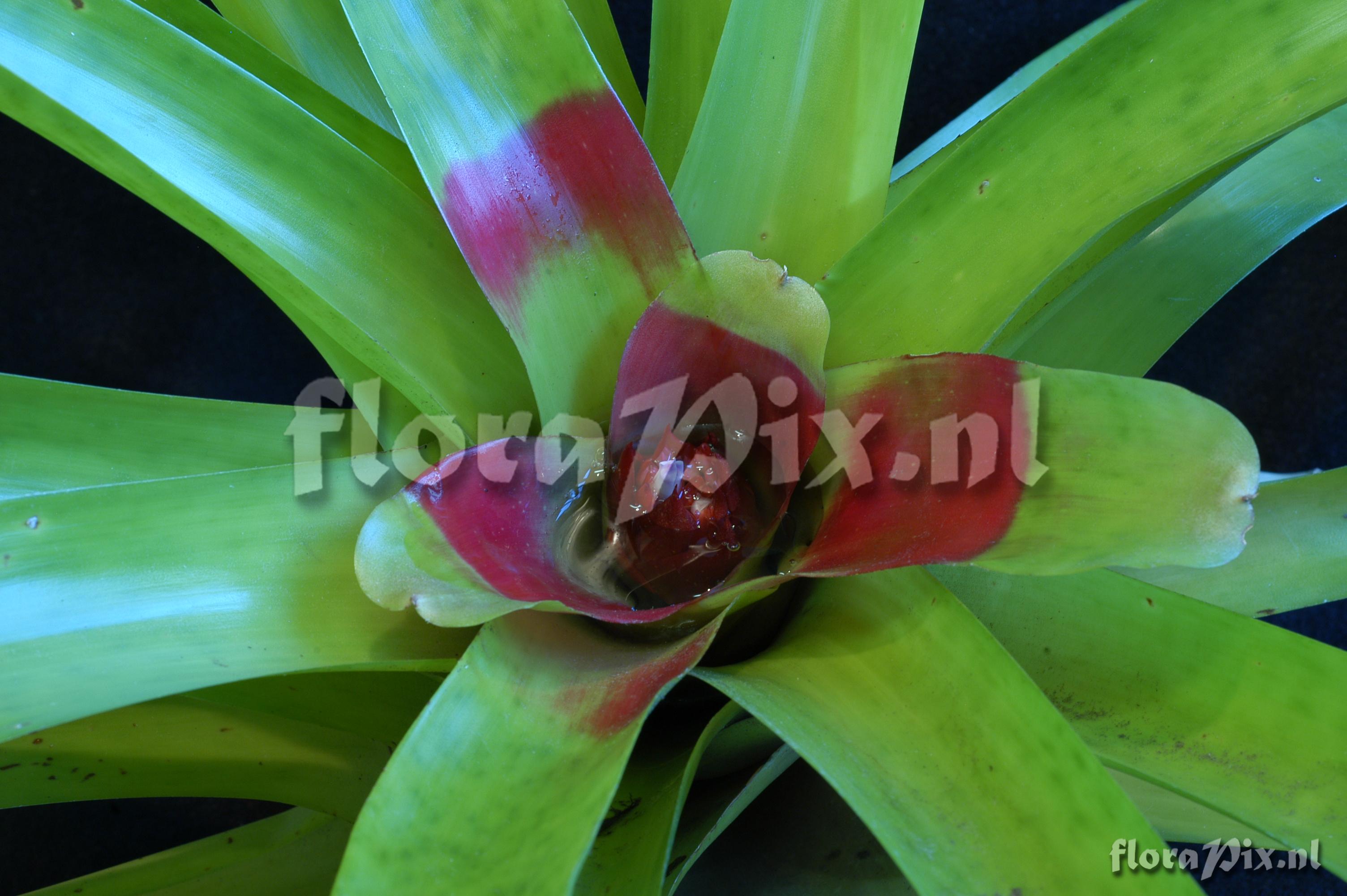 Neoregelia macwilliamsii