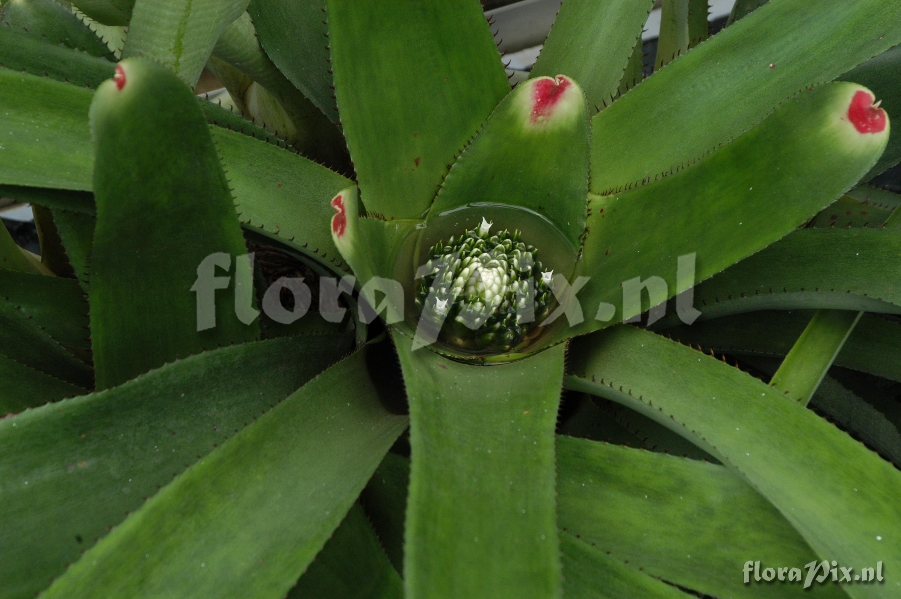 Neoregelia spec.