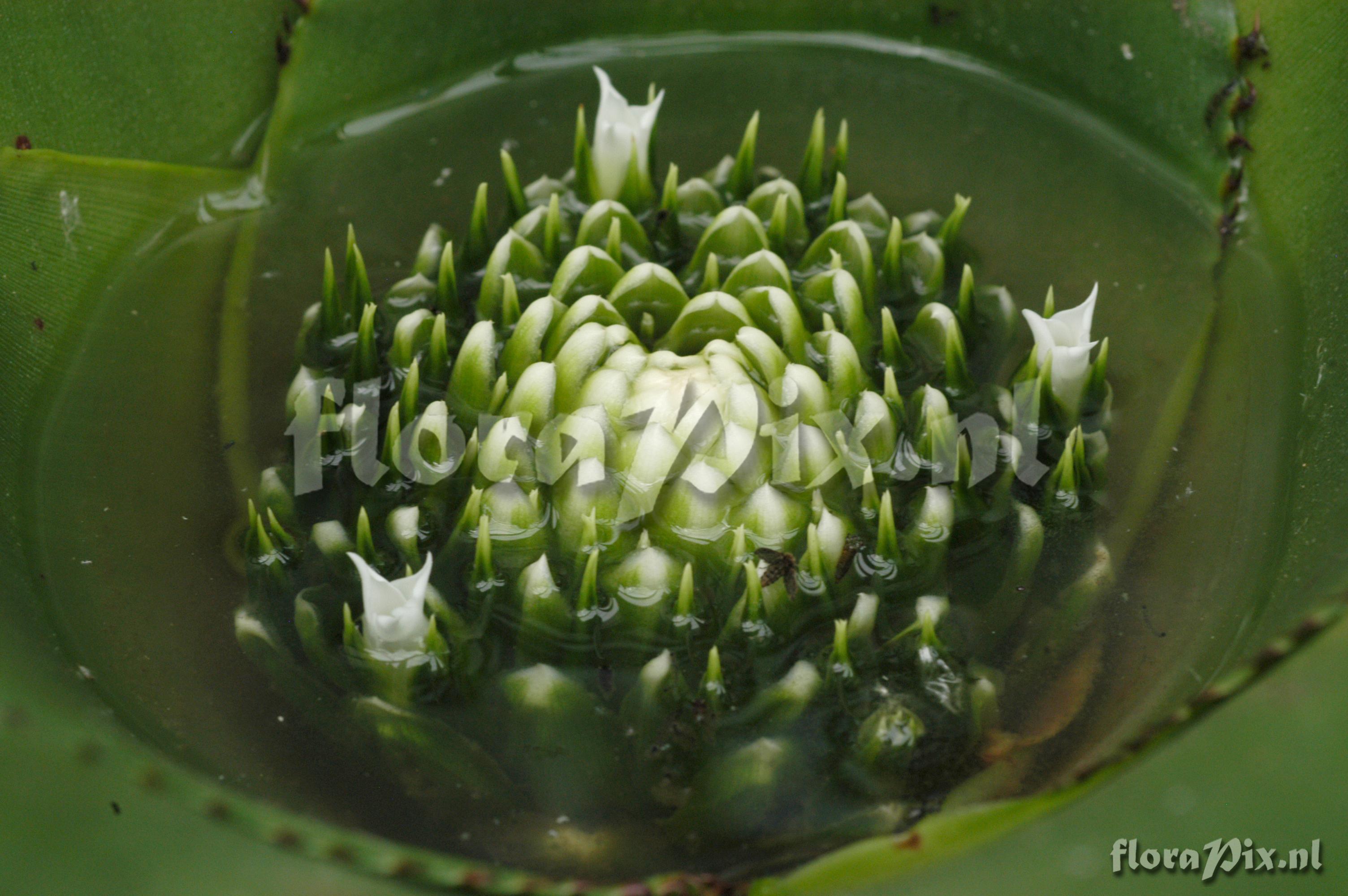 Neoregelia spec.