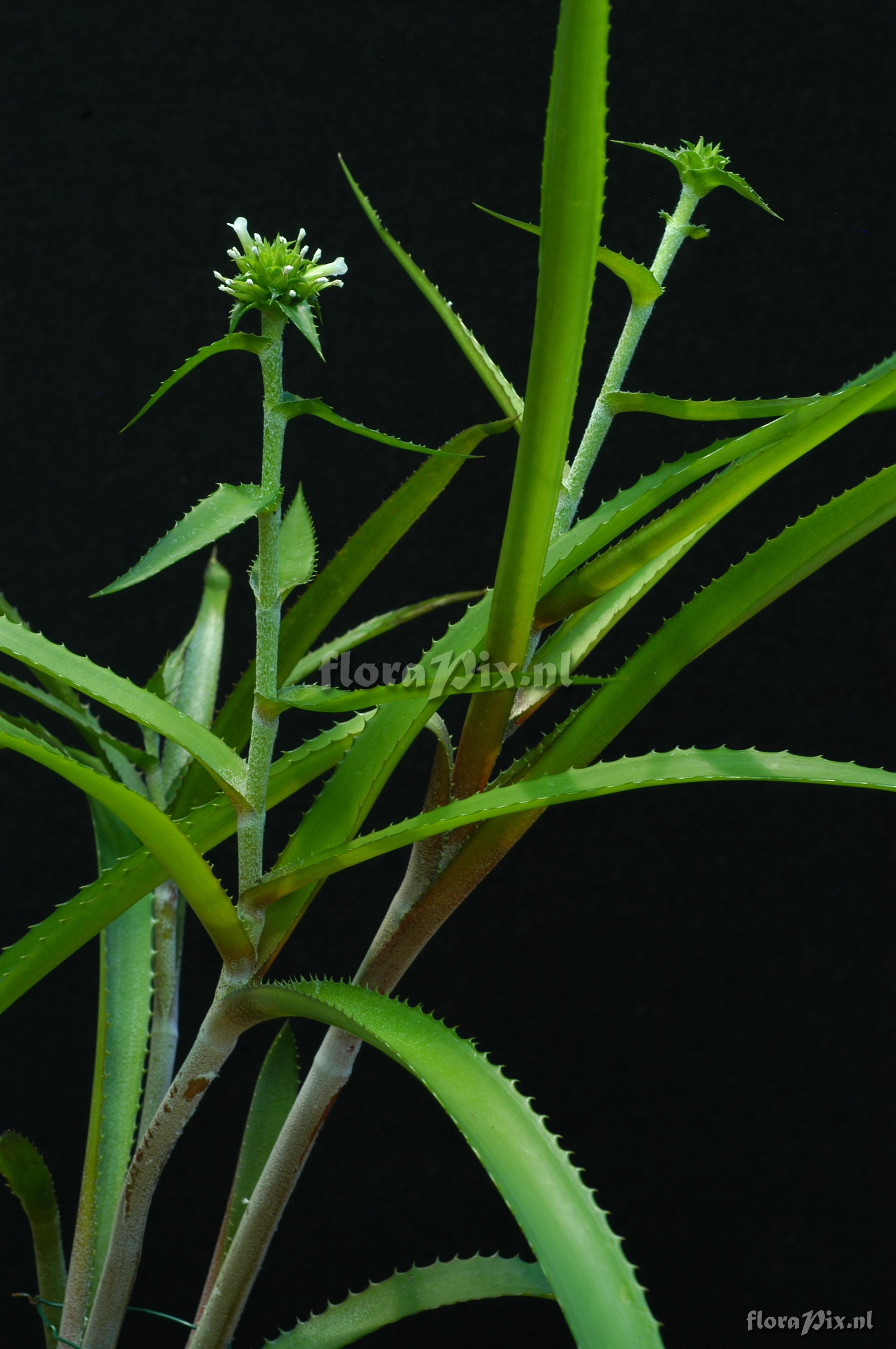 Orthophytum aff. alvimii