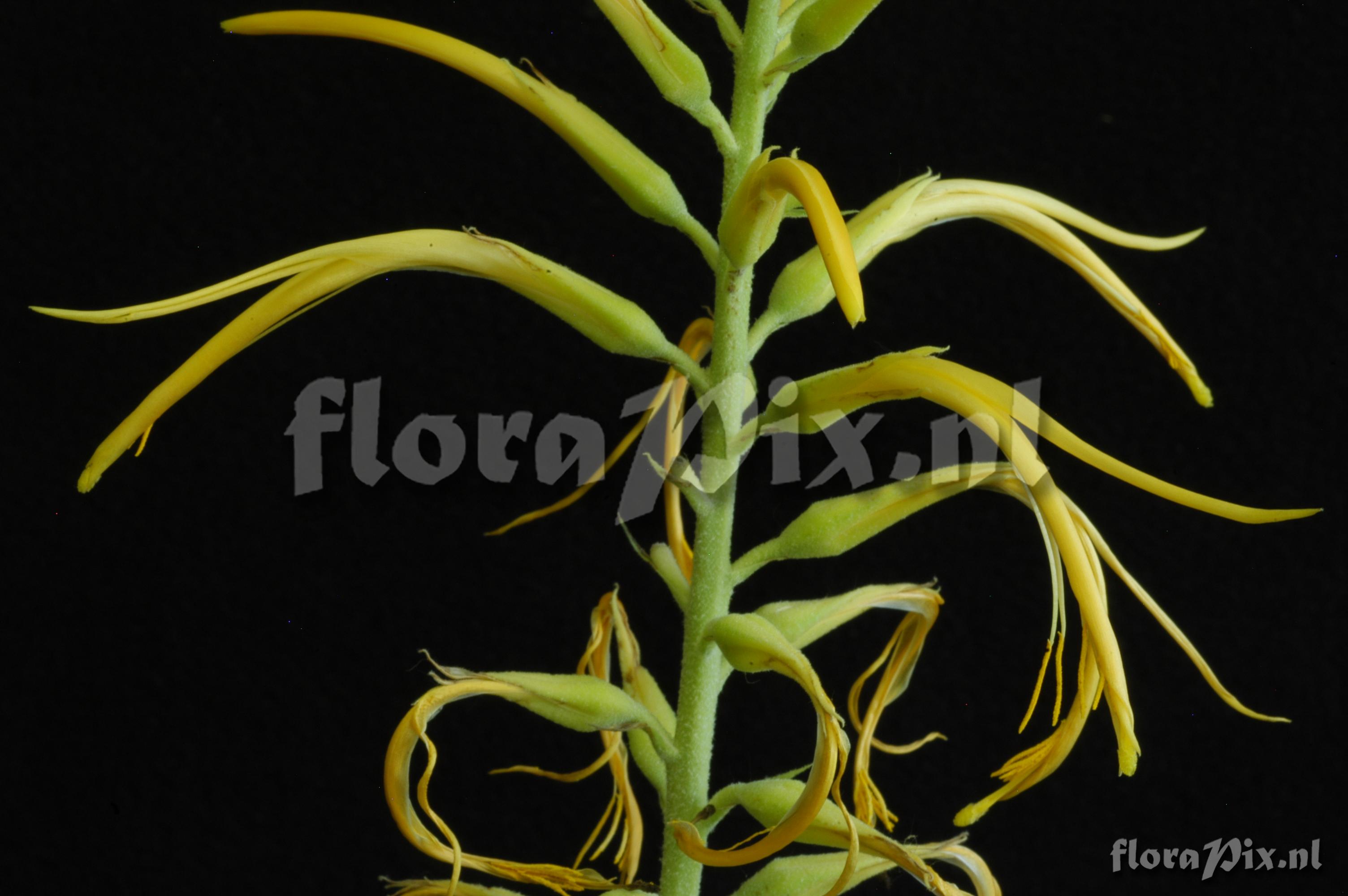 Pitcairnia aff. amblyosperma