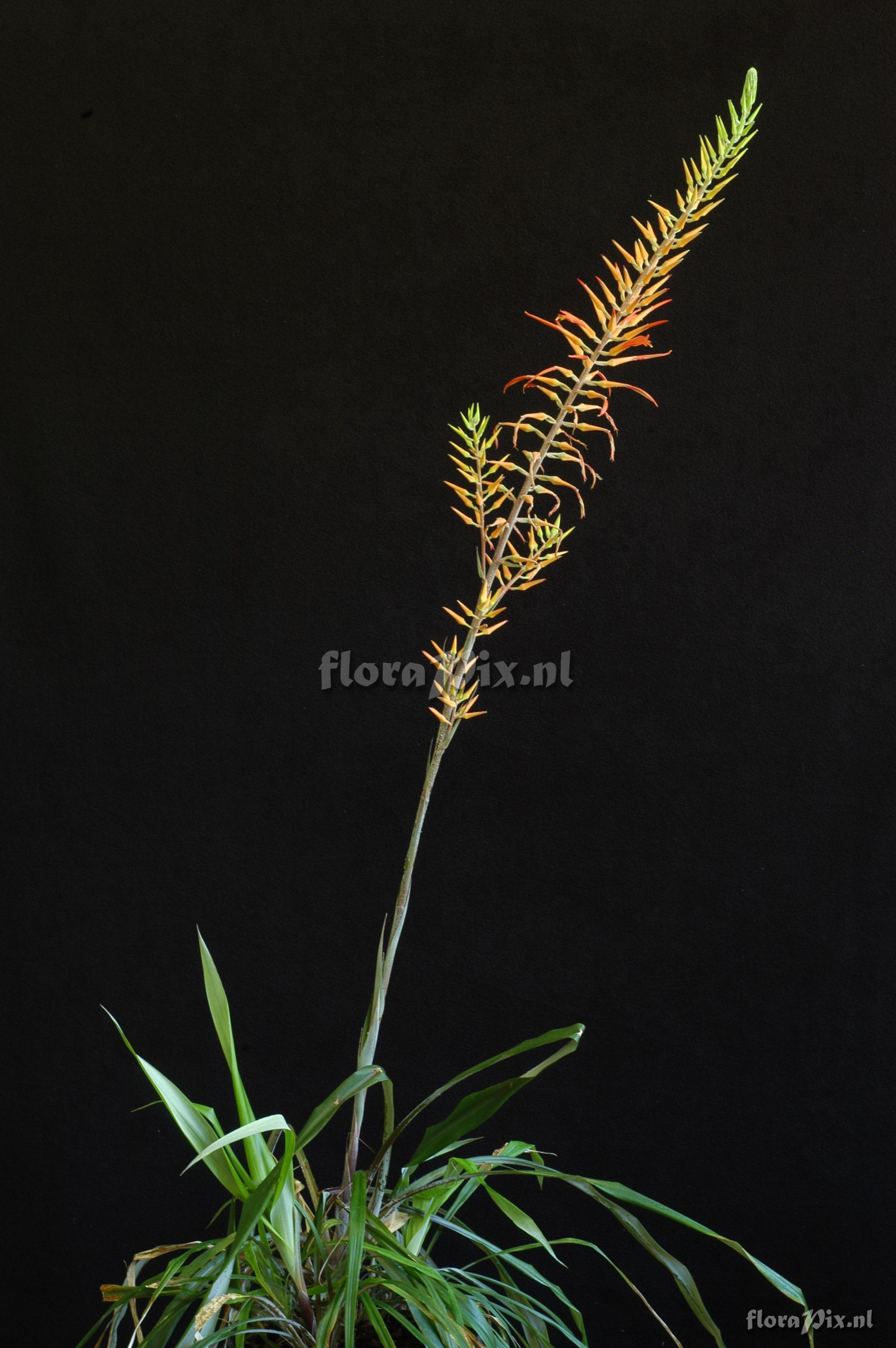 Pitcairnia aff. lechleri