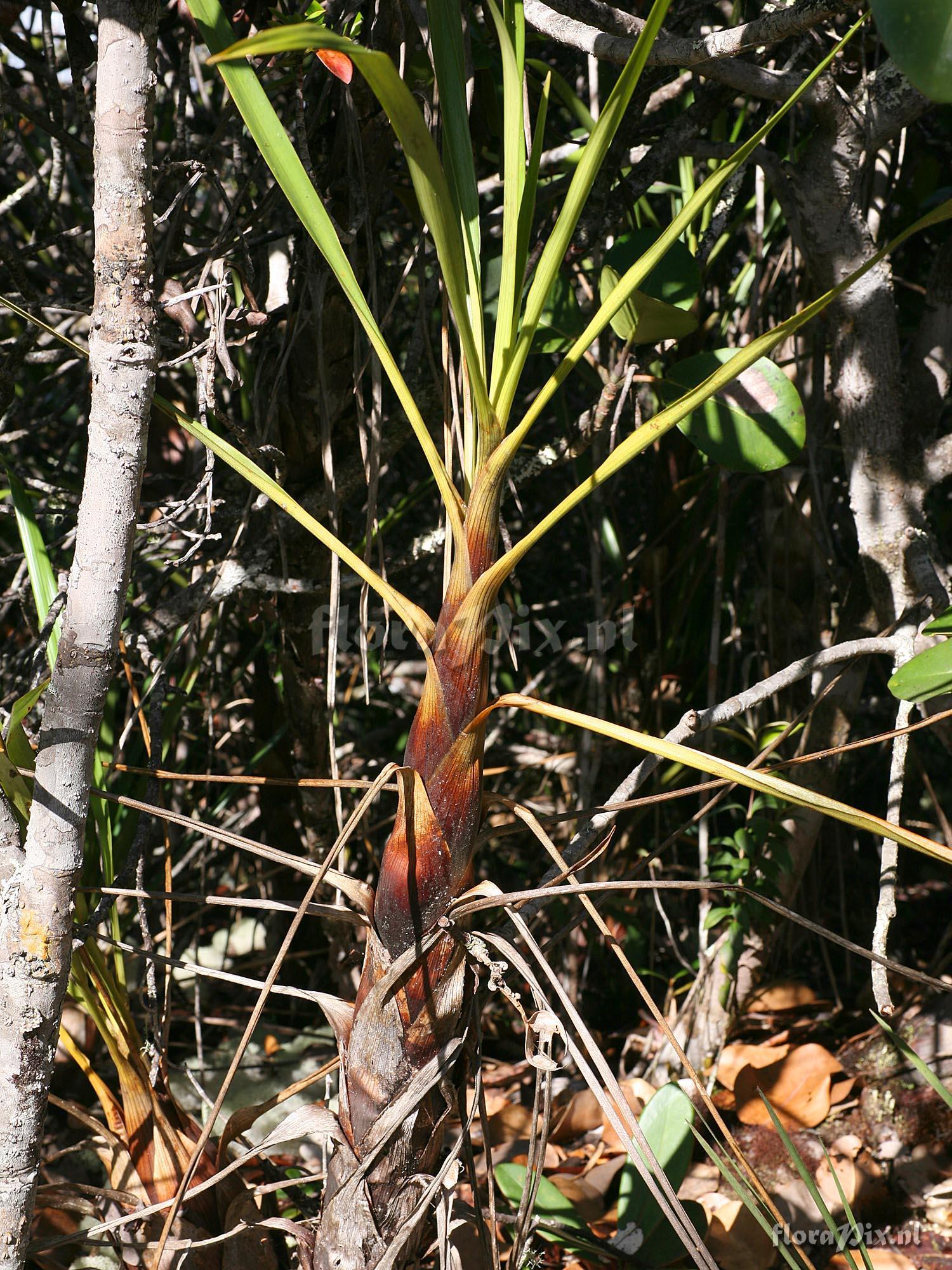 Brocchinia acuminata