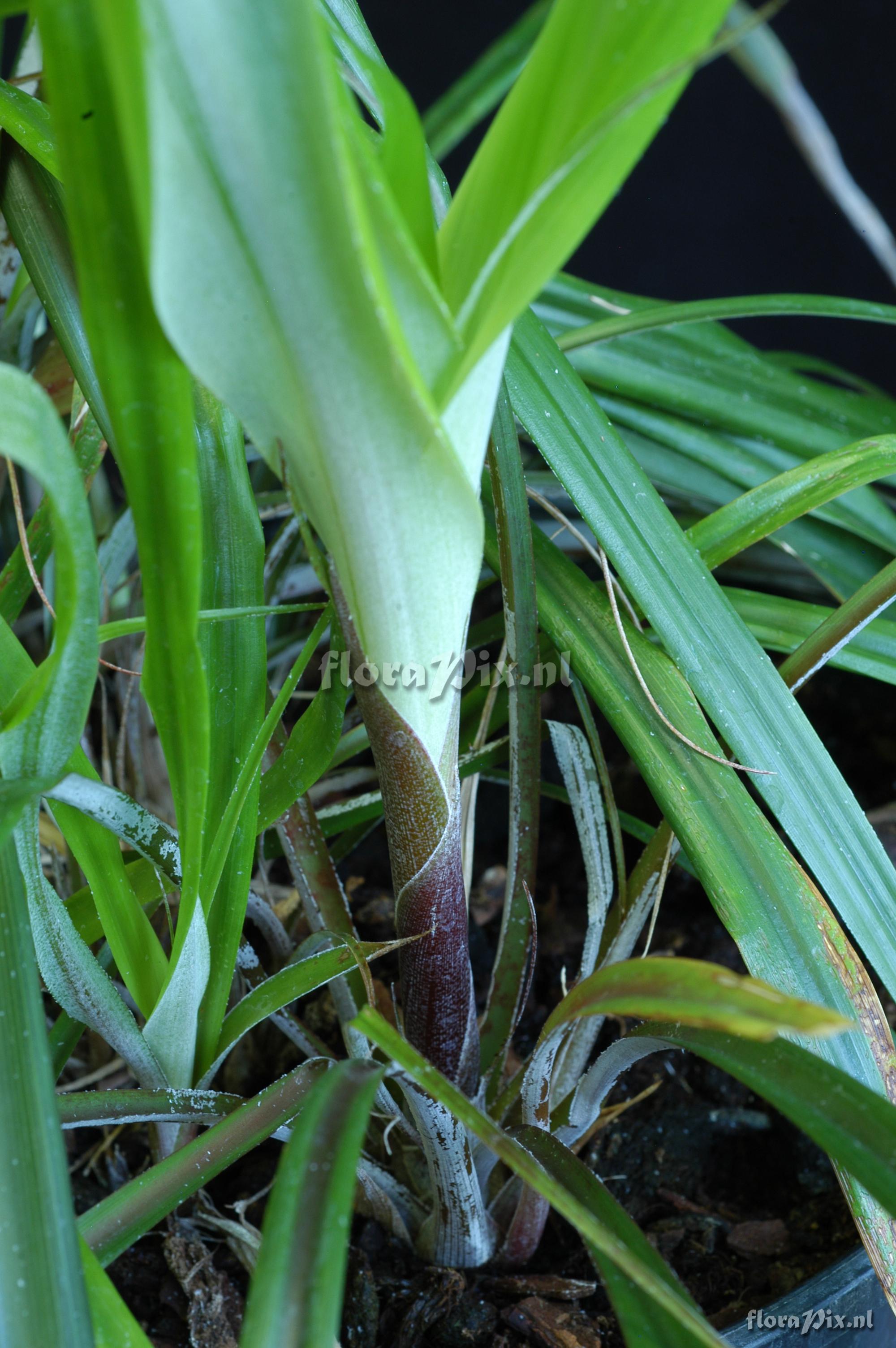 Pitcairnia aff. amblyosperma