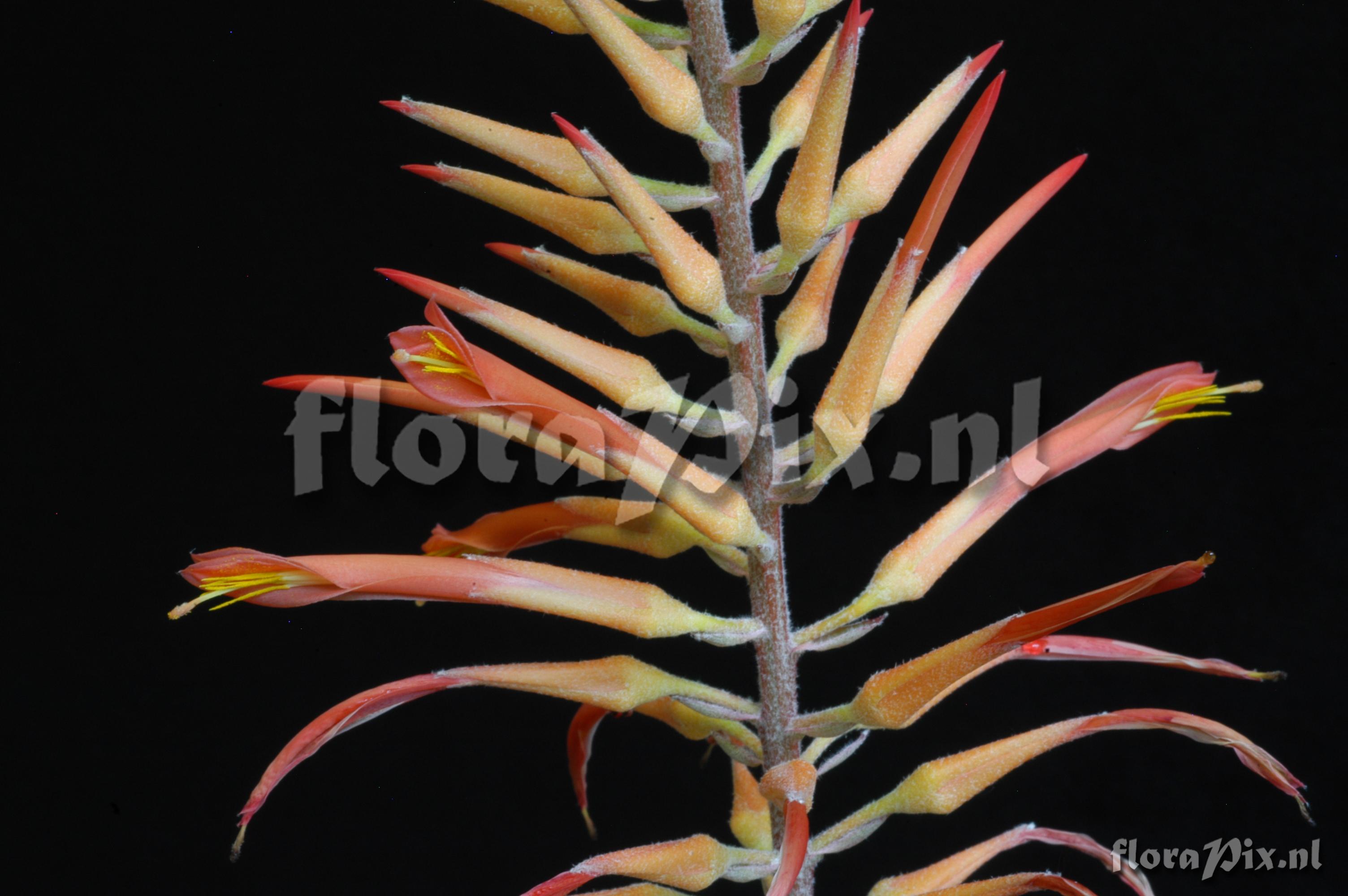 Pitcairnia aff. lechleri