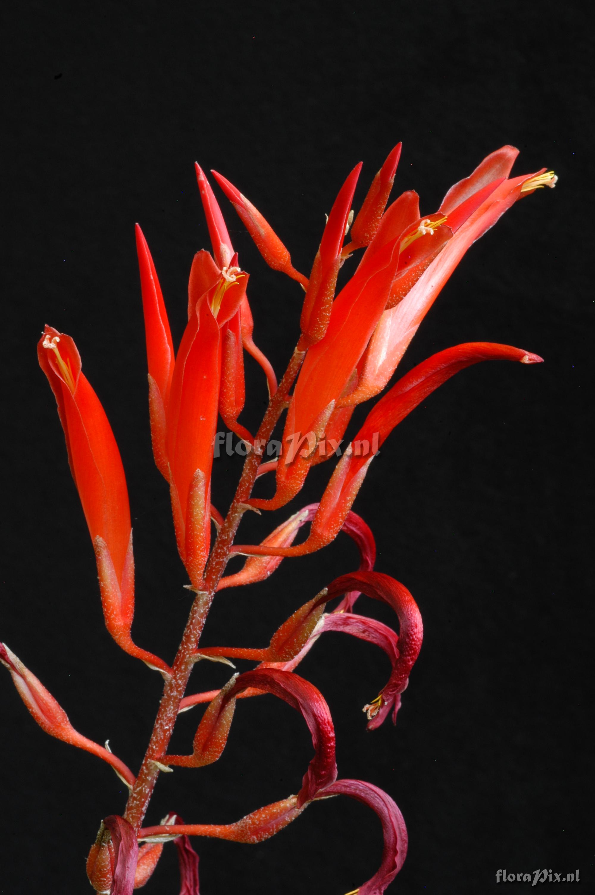 Pitcairnia aphelandriflora x Pitcairnia spec.