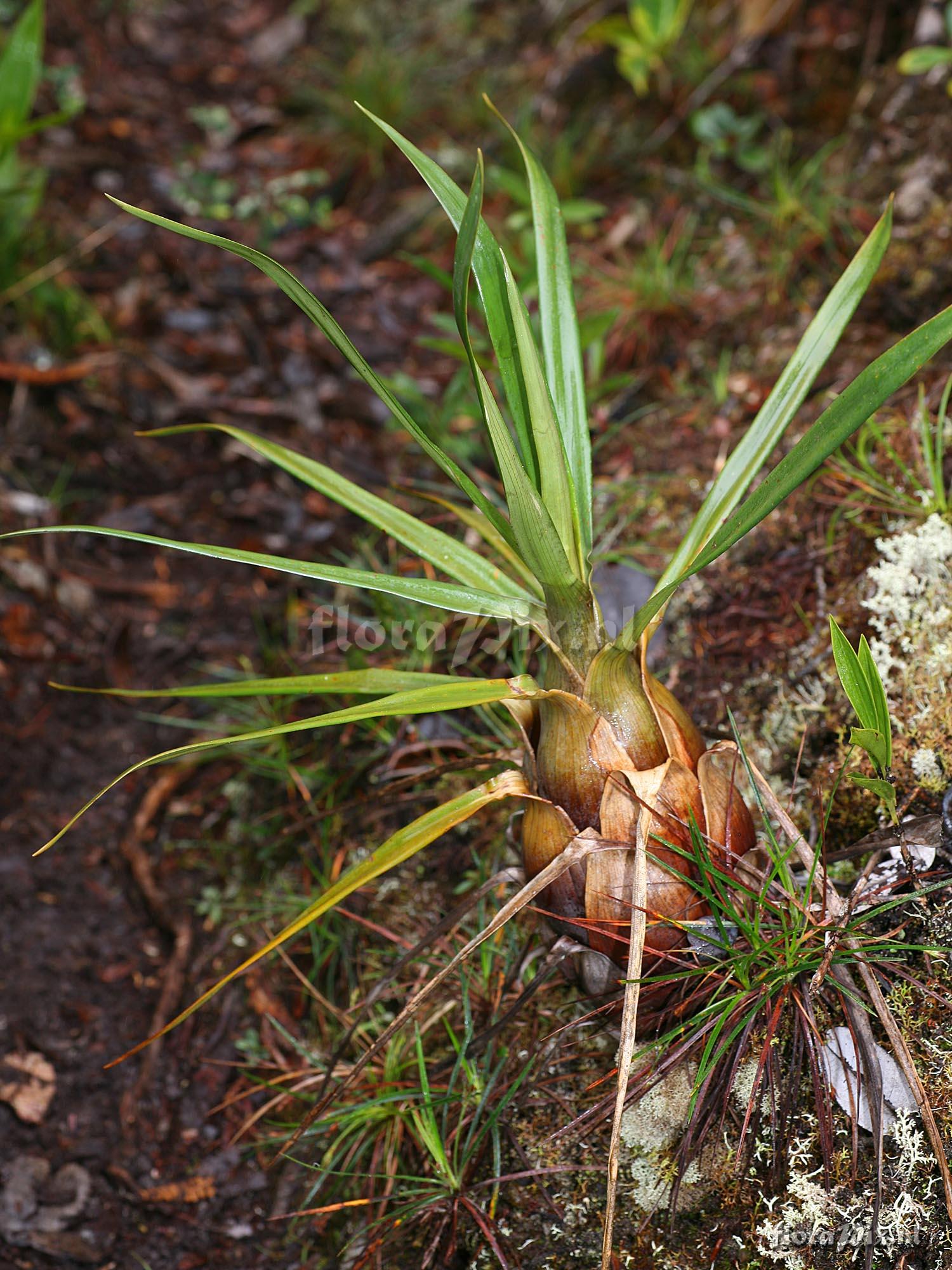 Brocchinia acuminata